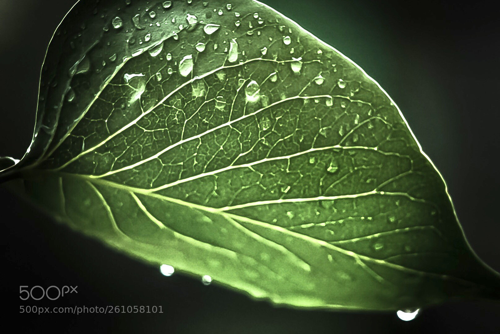 Sony a6000 sample photo. Leaf photography