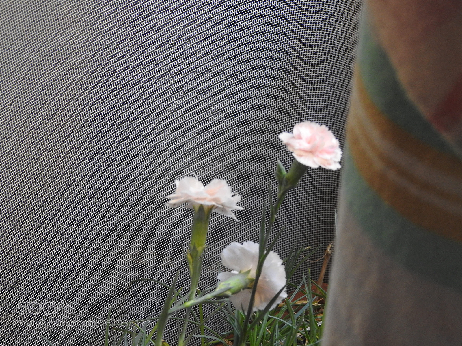 Nikon Coolpix P900 sample photo. Three mini carnations photography