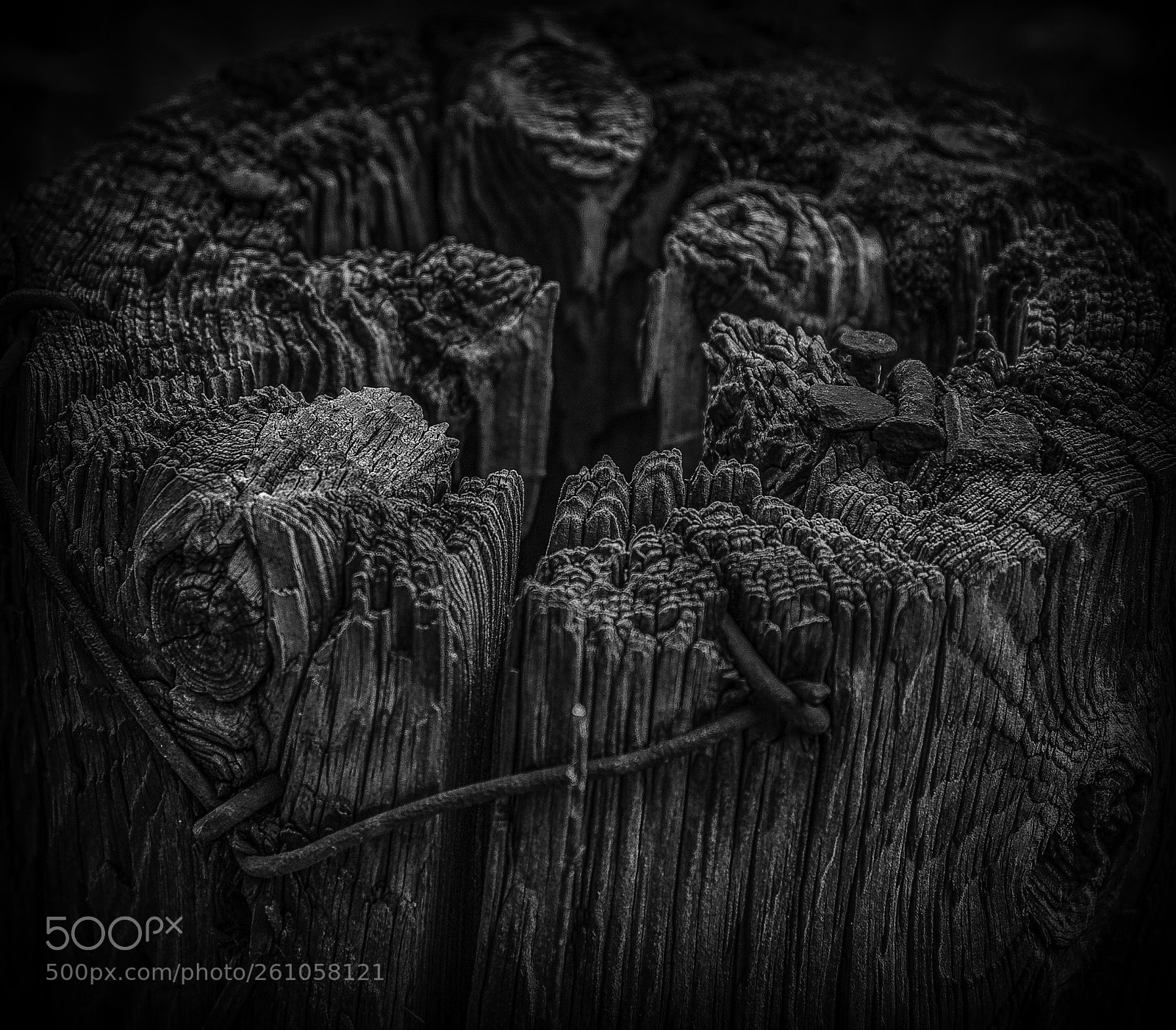 Nikon D700 sample photo. "the old stake" photography