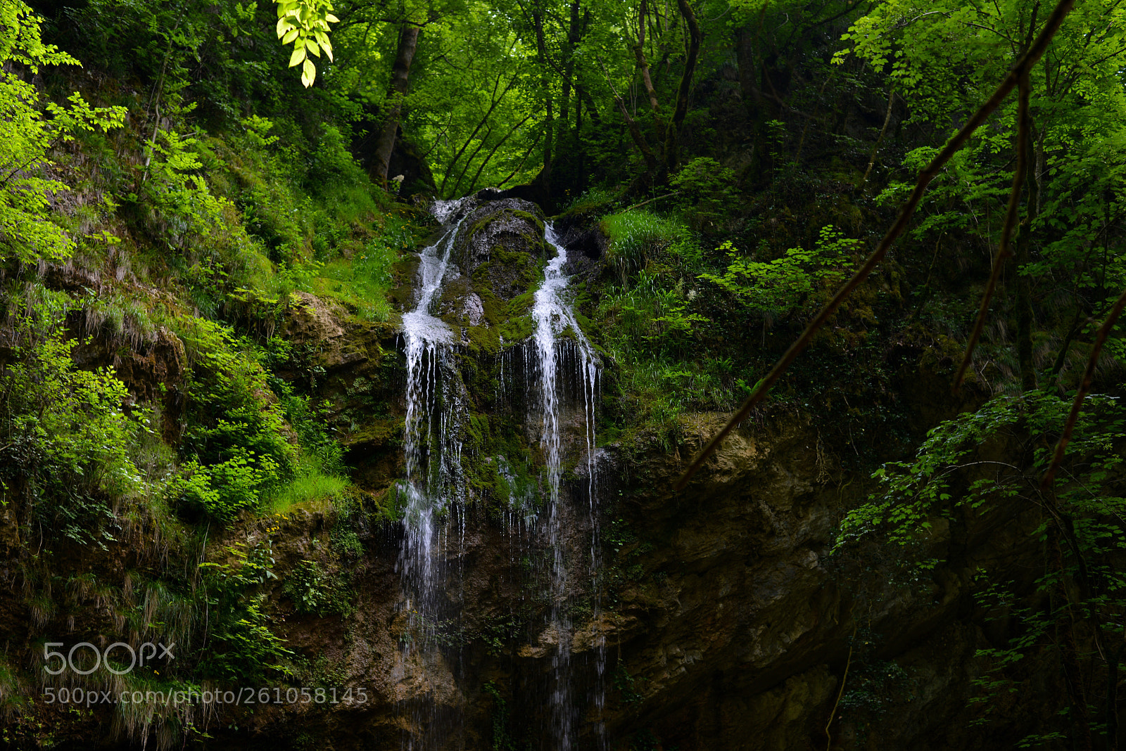 Nikon D800 sample photo. Deep in the forest photography