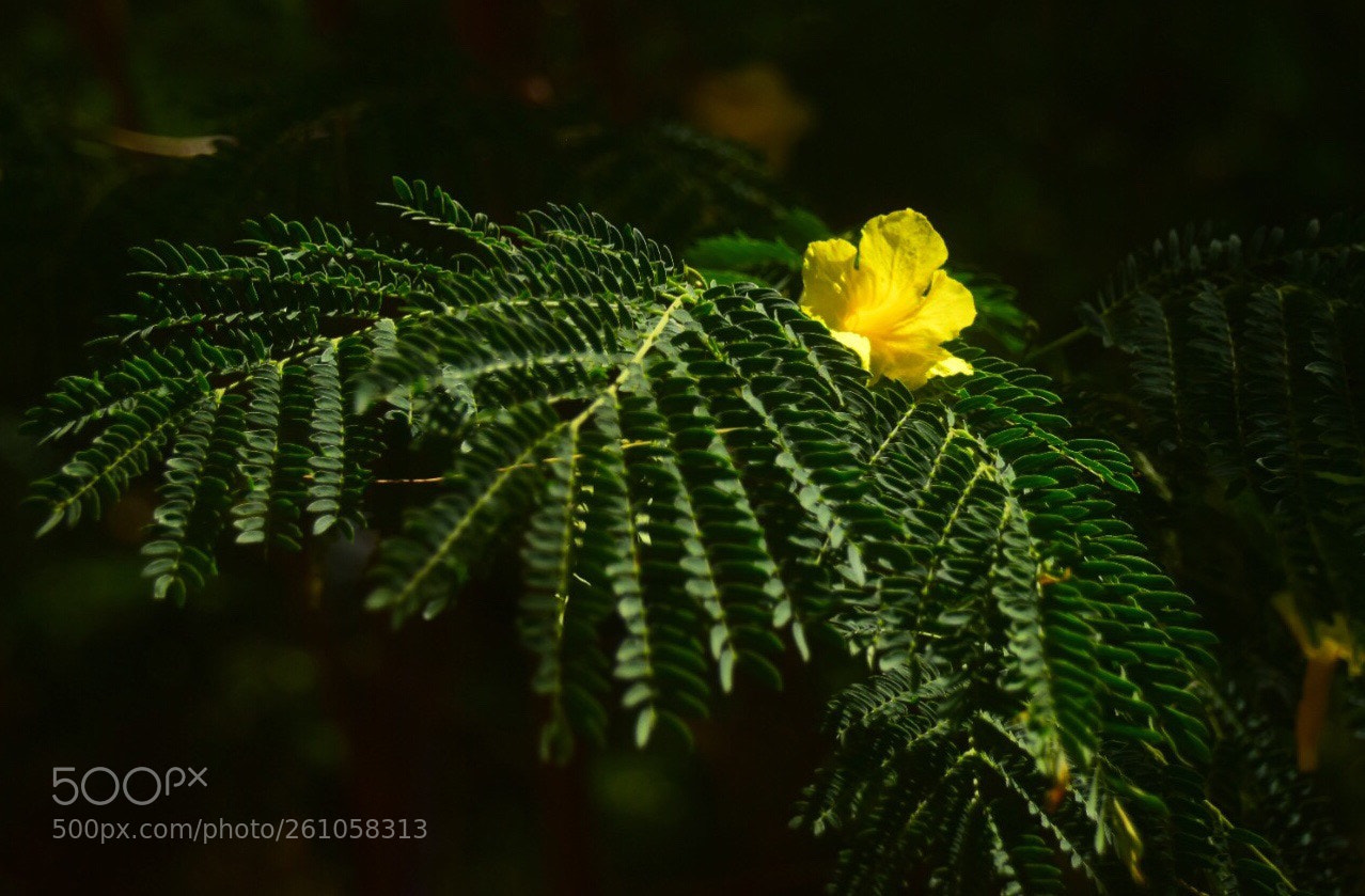 Nikon D5300 sample photo. Flower on a fern photography