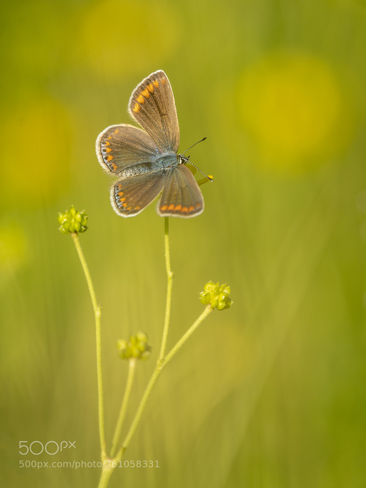 Nikon D500 sample photo. Common blue between buttercups photography