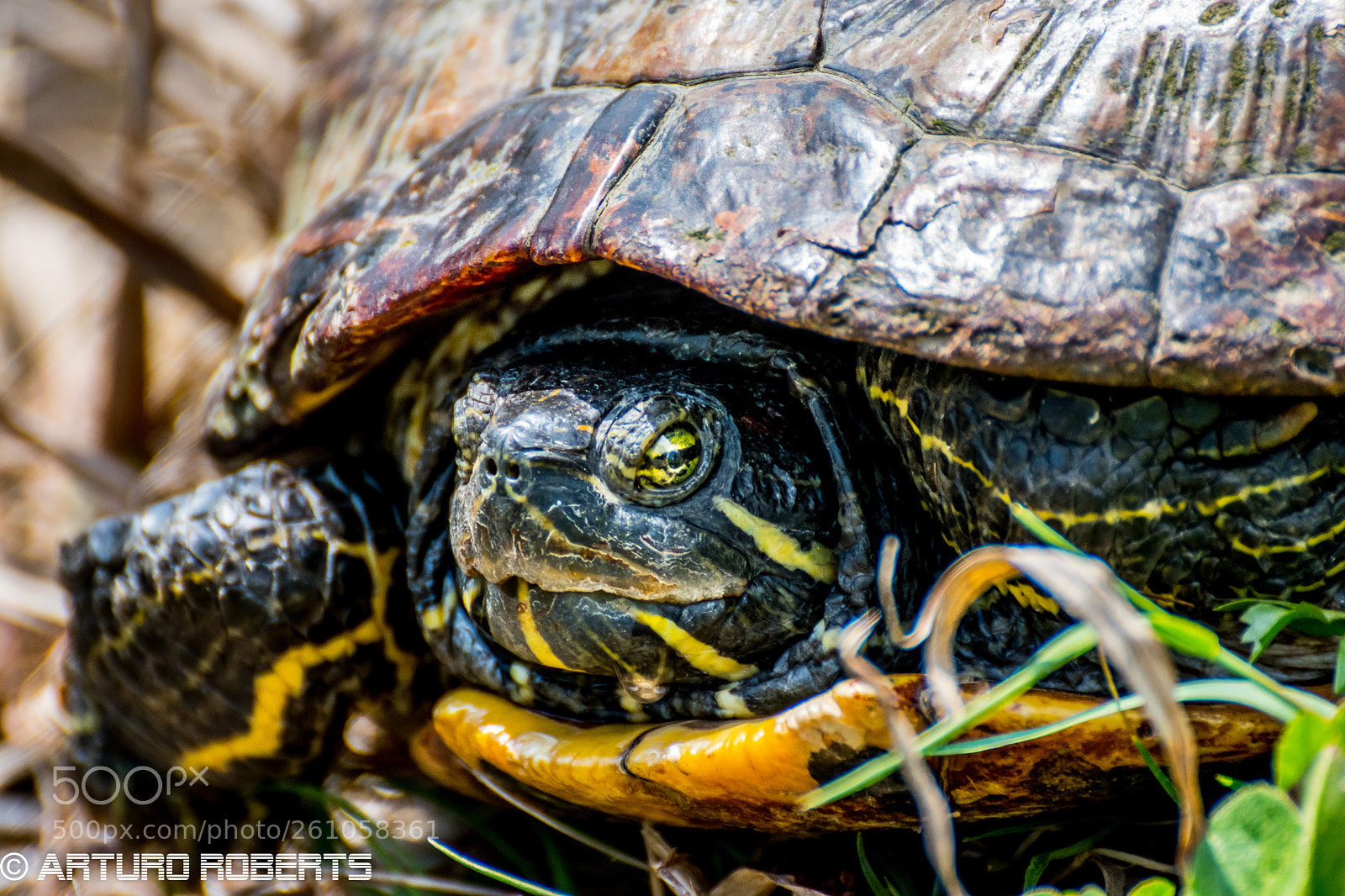 Nikon D5500 sample photo. Turtle photography
