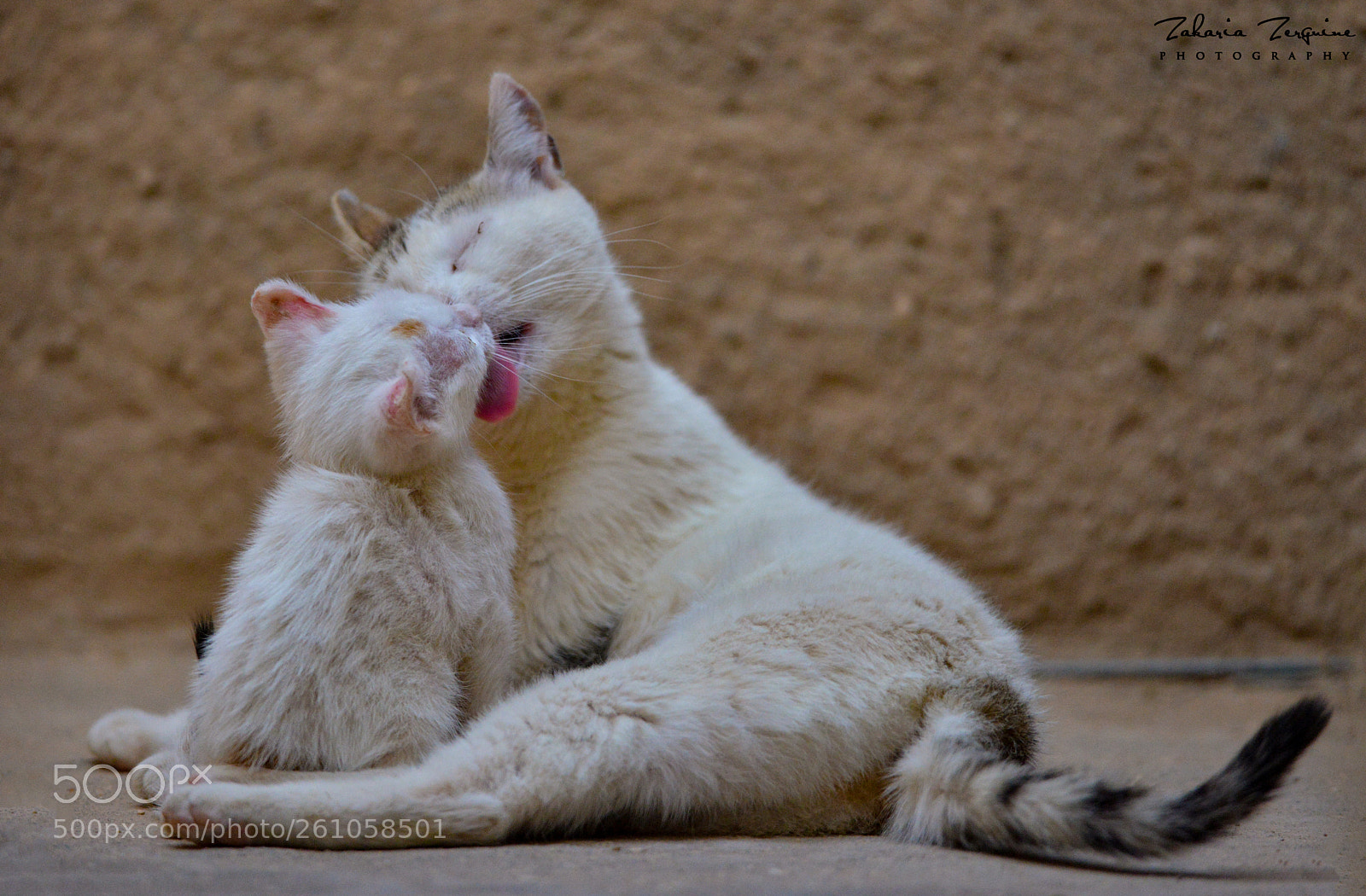 Nikon D800E sample photo. Untitled photography