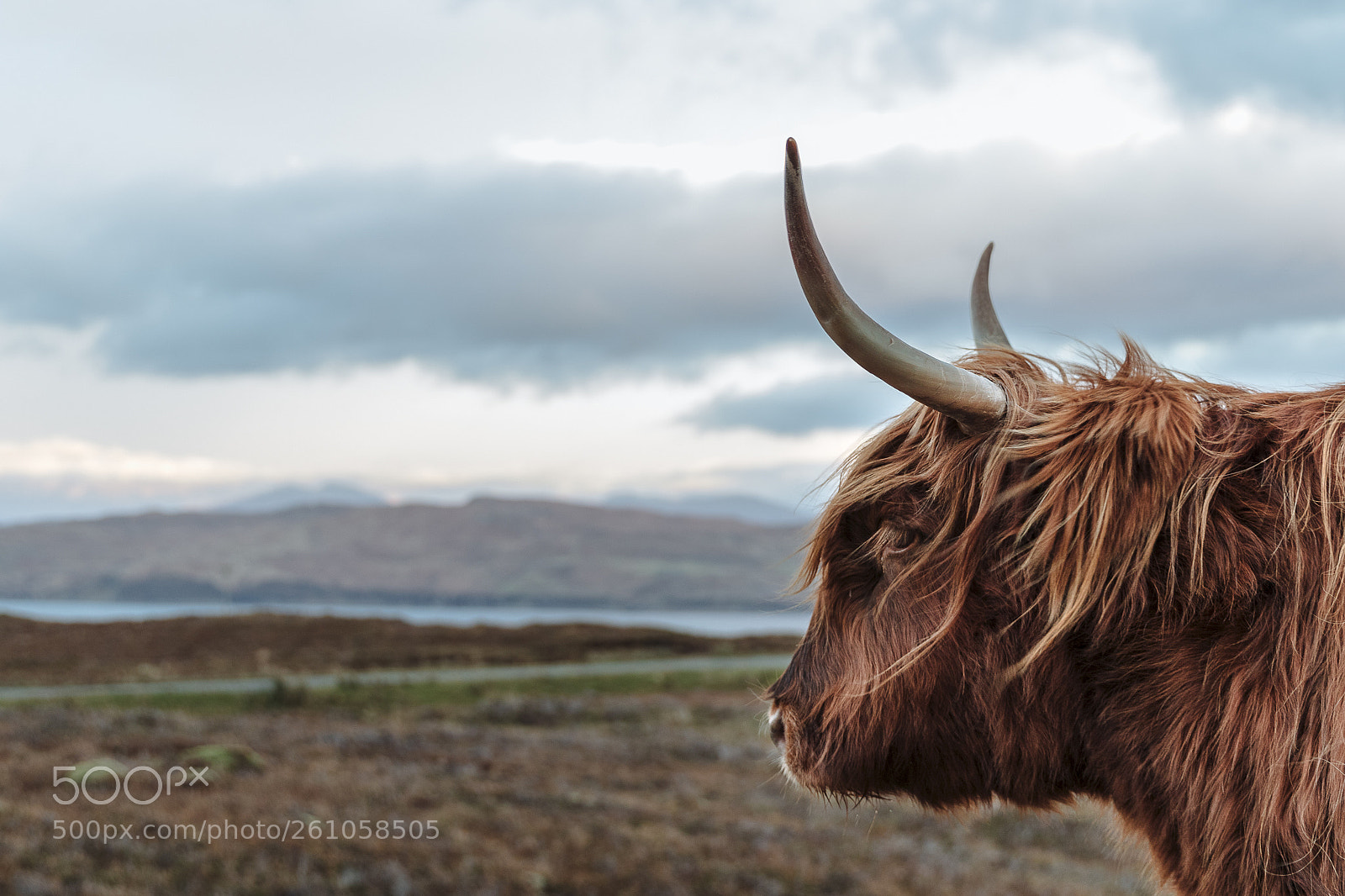 Canon EOS 7D Mark II sample photo. Highland cattle photography