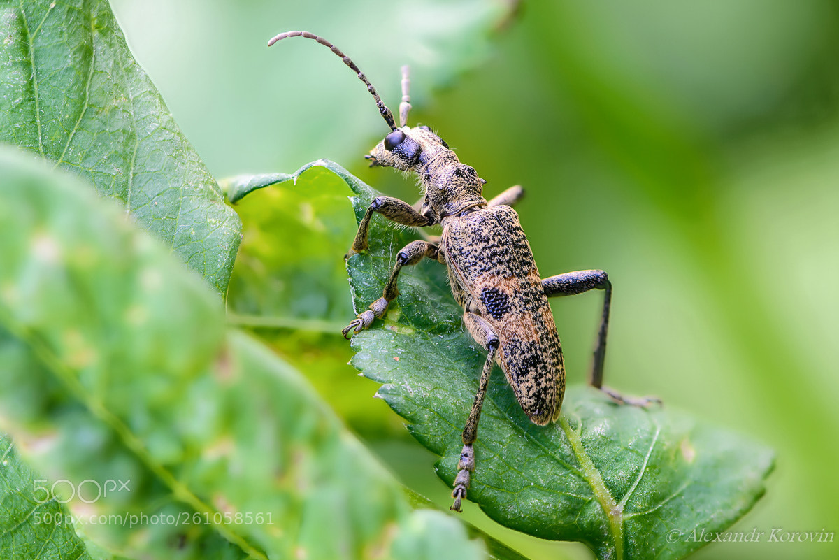 Nikon D610 sample photo. ... photography