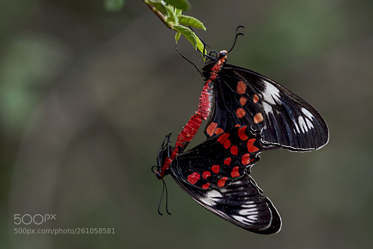 Nikon D80 sample photo. Crimson rose (pachliopta hector) photography