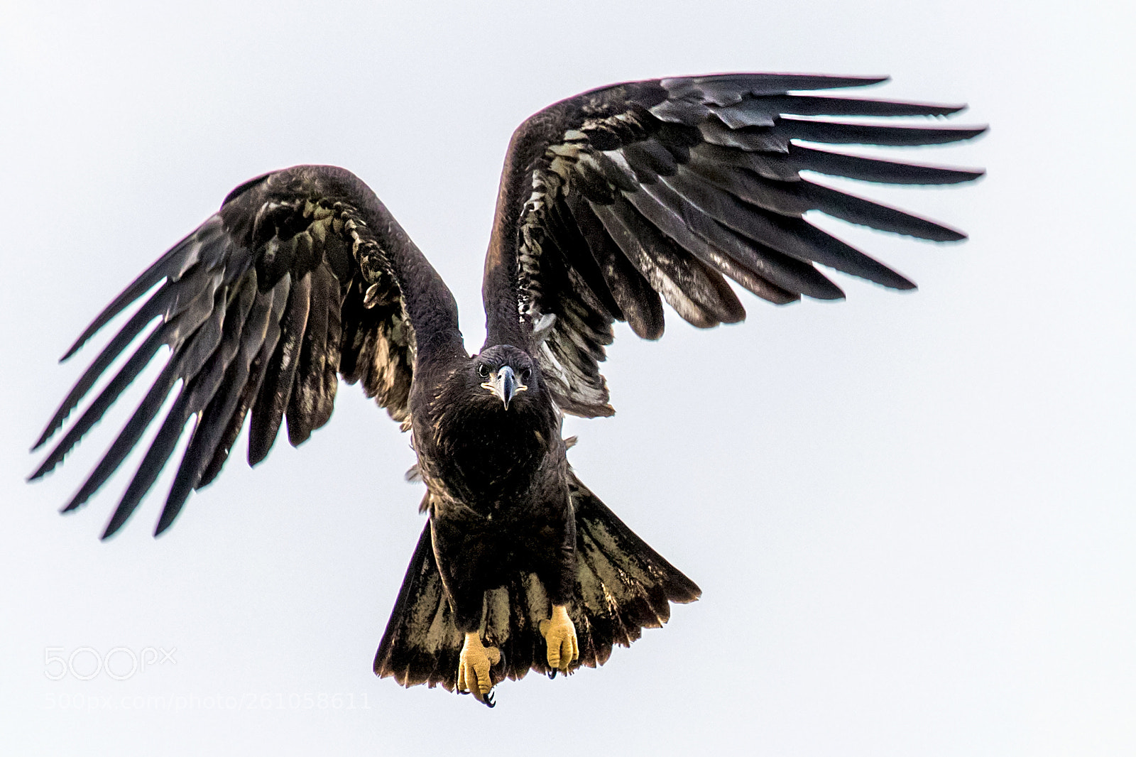Canon EOS 7D Mark II sample photo. Buzz off! photography