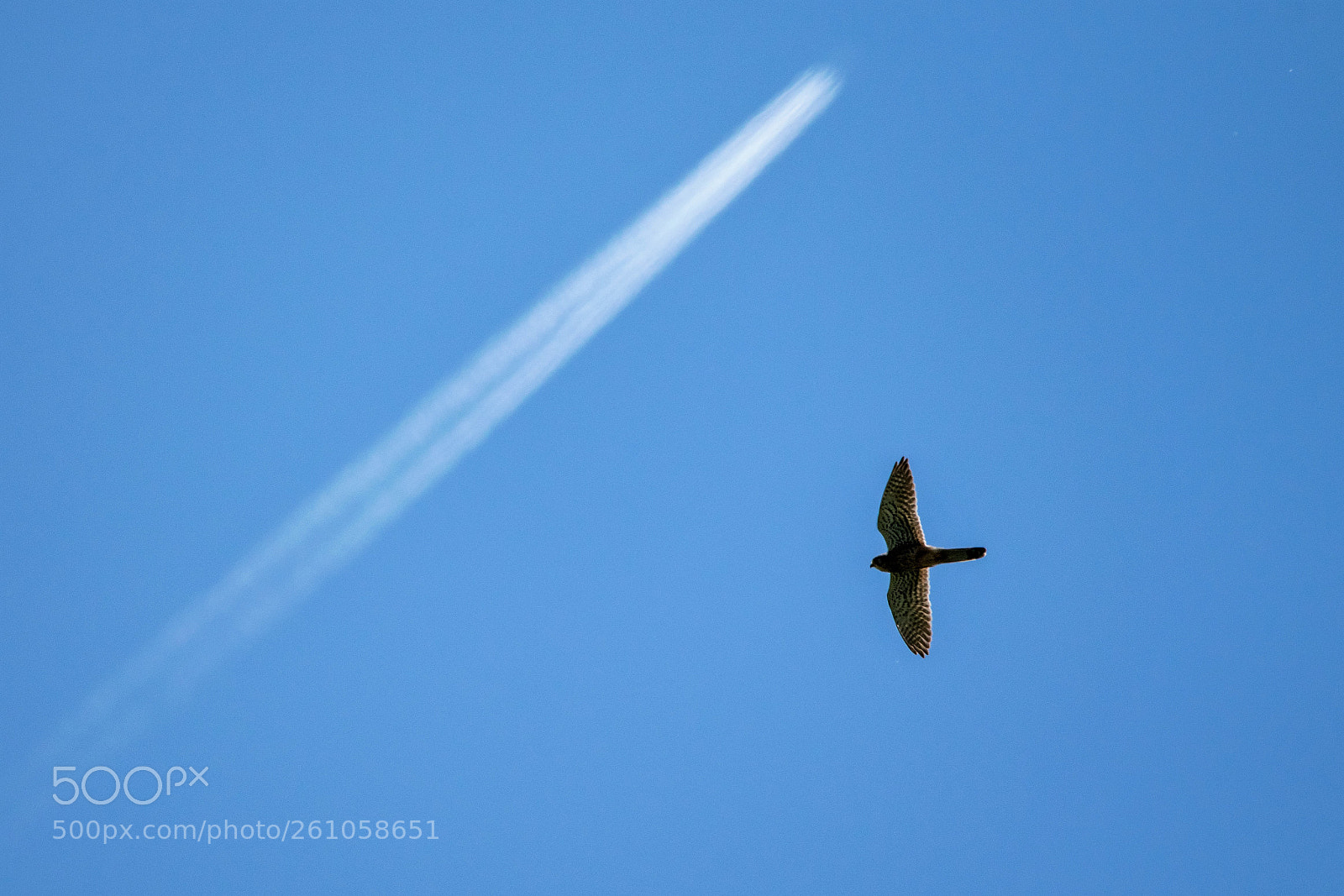 Nikon D3300 sample photo. Flight photography