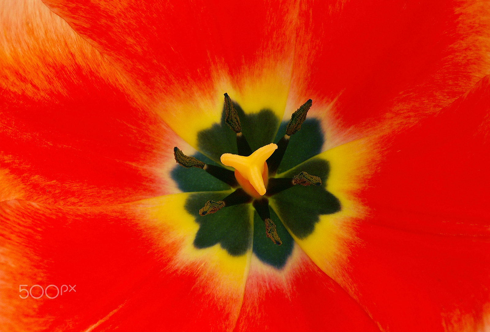 Pentax *ist DL sample photo. The ticker of a tulip photography