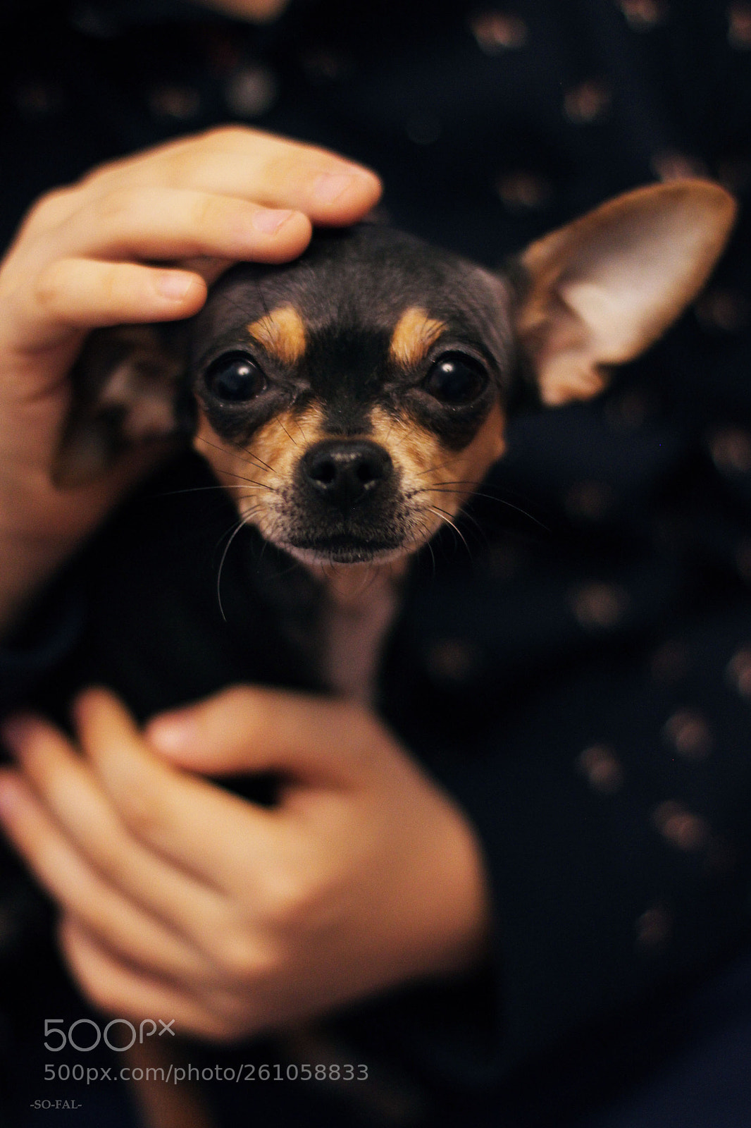 Canon EOS 600D (Rebel EOS T3i / EOS Kiss X5) sample photo. Img photography