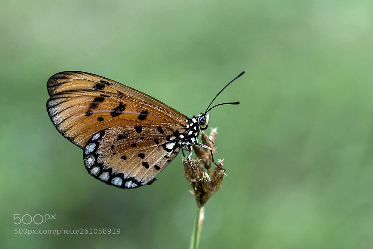 Nikon D80 sample photo. Butterfly photography