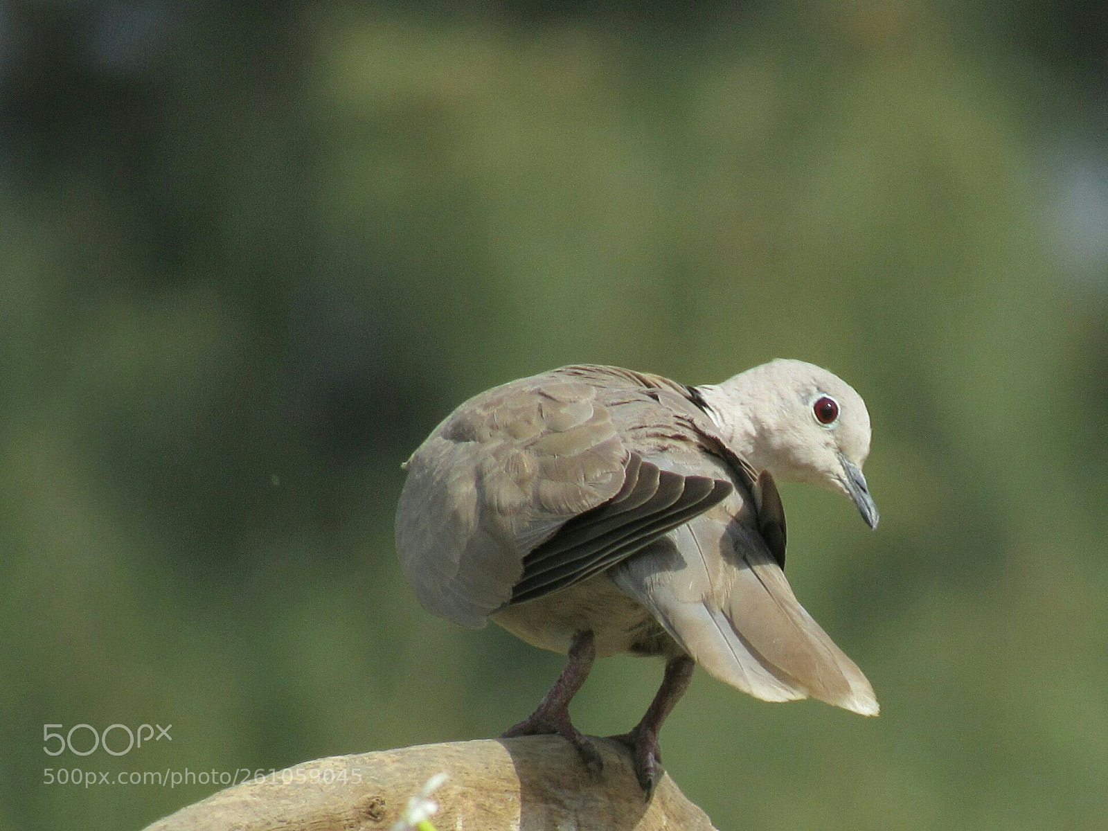Canon PowerShot SX530 HS sample photo. Eurasian collared dove photography