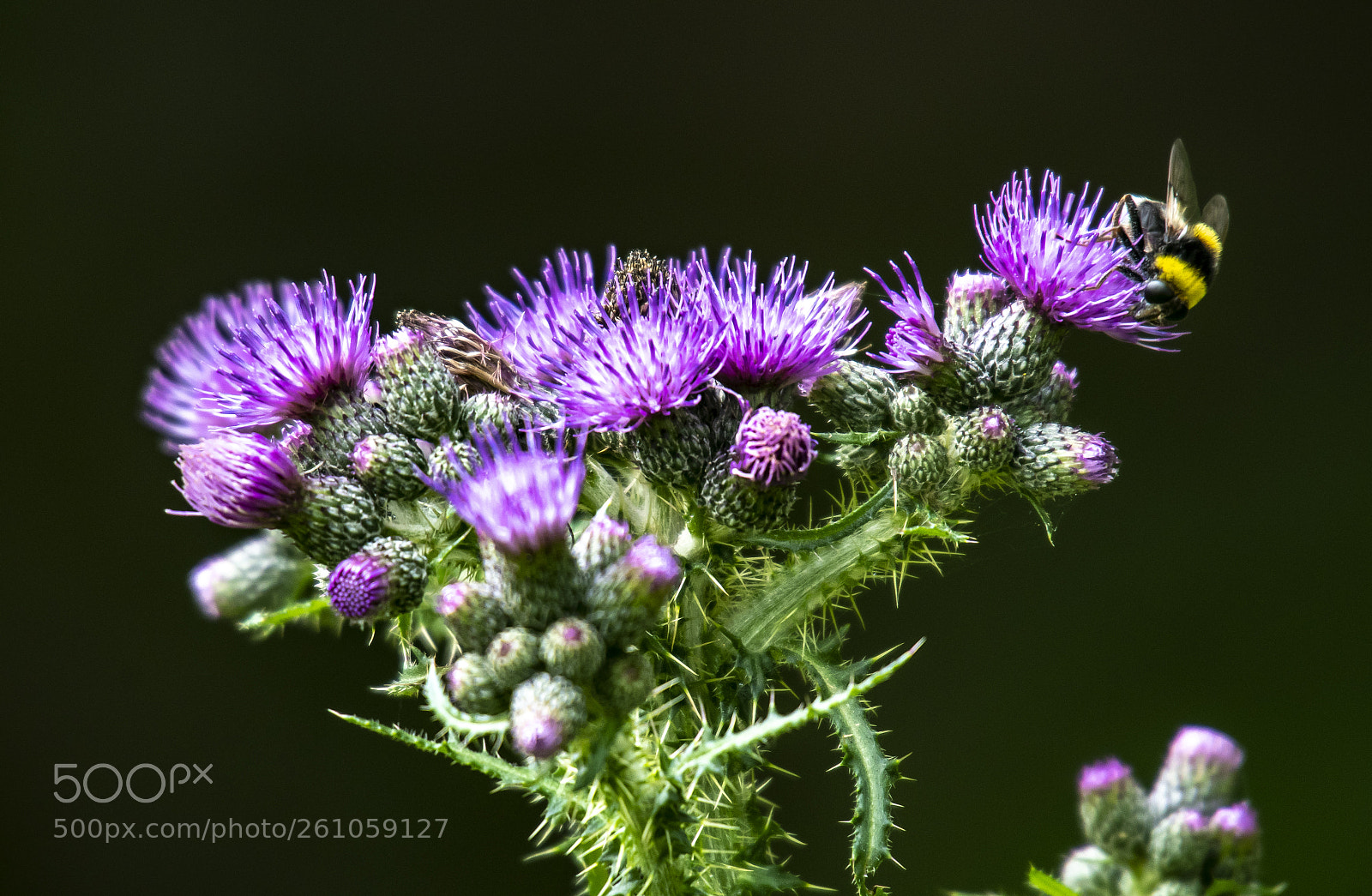 Nikon D500 sample photo. Visiting the thistle photography