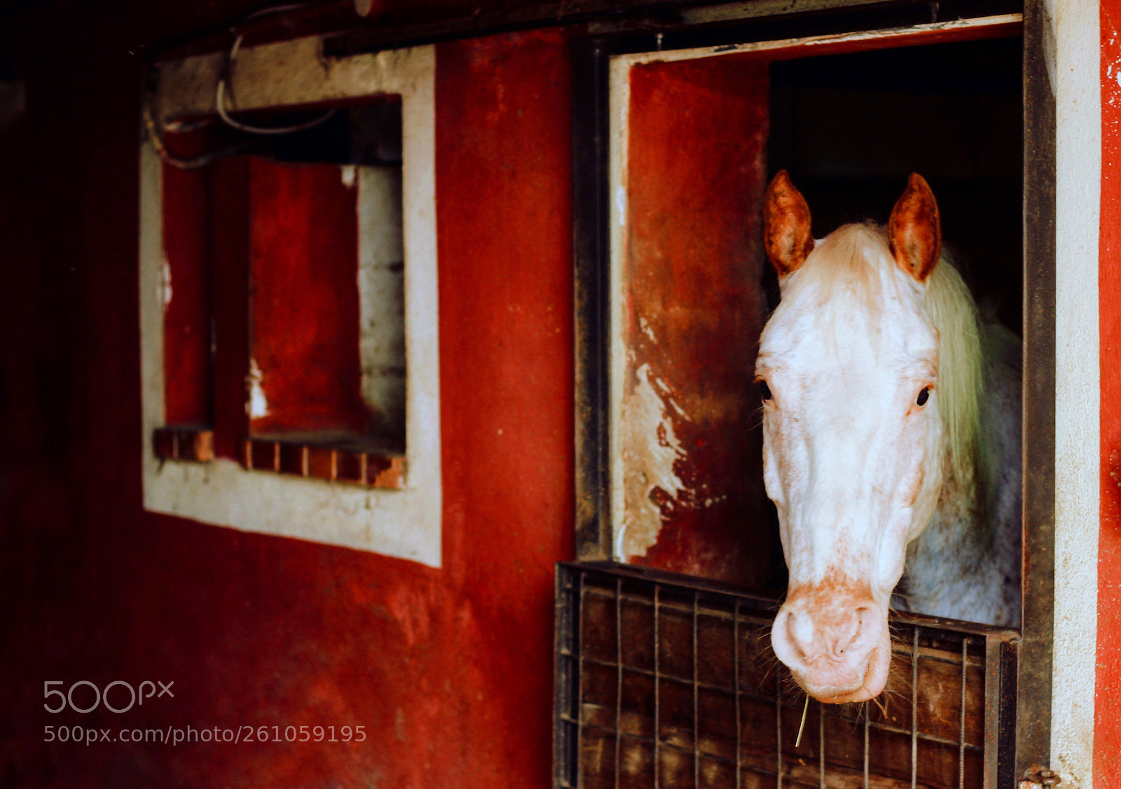 Canon EOS 700D (EOS Rebel T5i / EOS Kiss X7i) sample photo. The horse and the photography