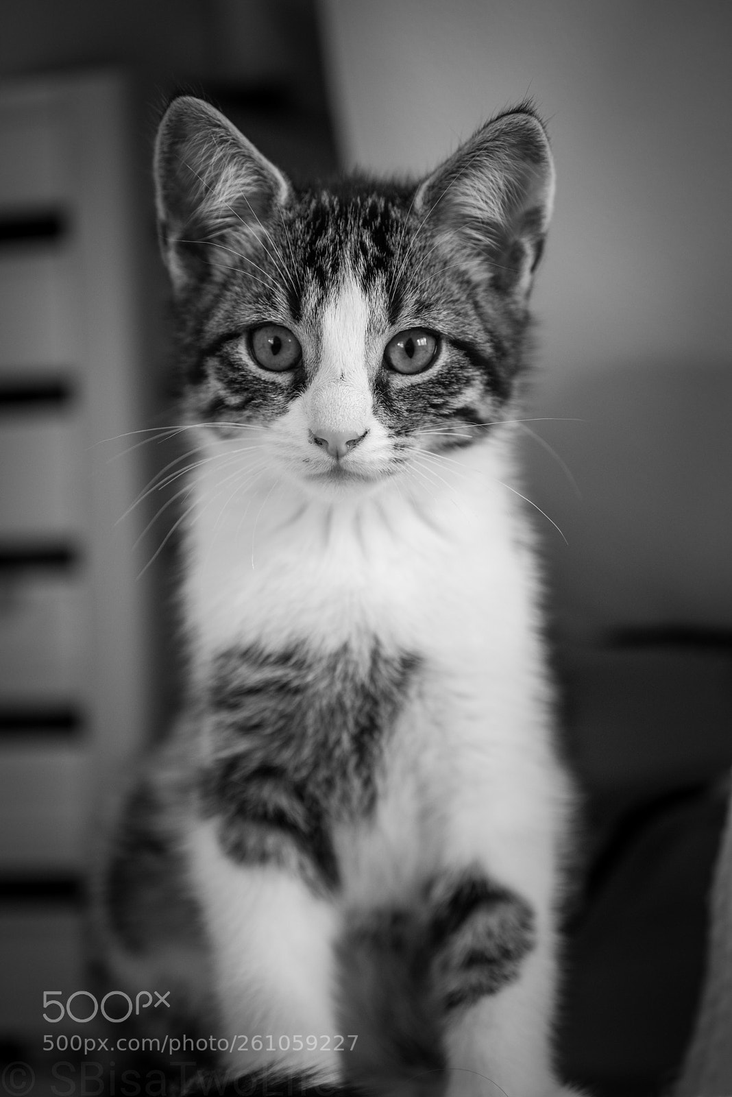 Nikon D810 sample photo. My cat #2 photography