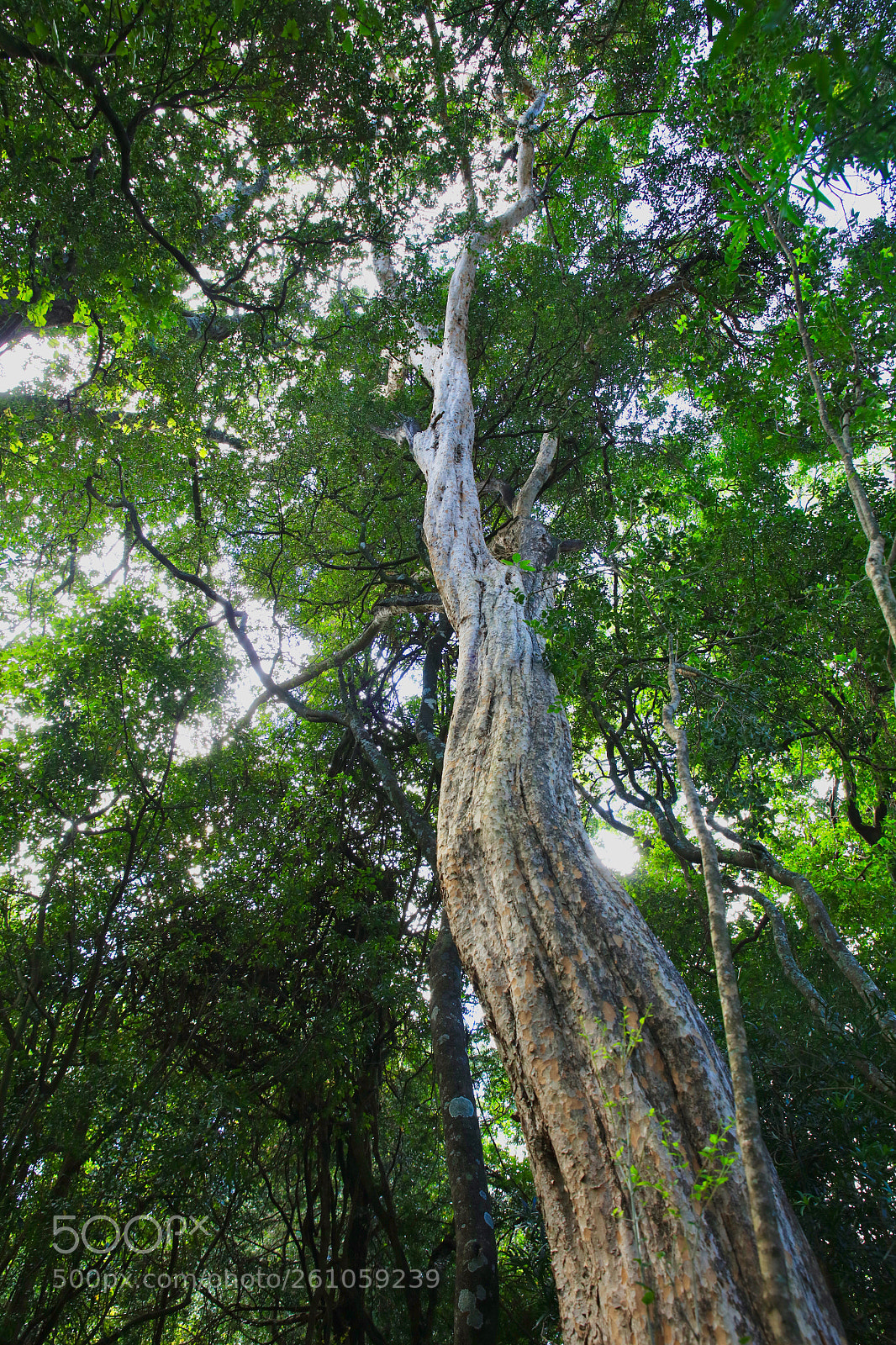 Canon EOS 5DS R sample photo. Yellow wood giant photography