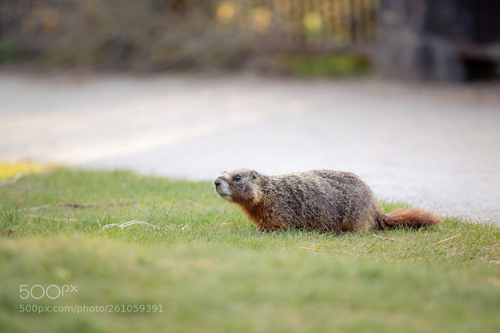 Canon EOS 70D sample photo. Beaver photography