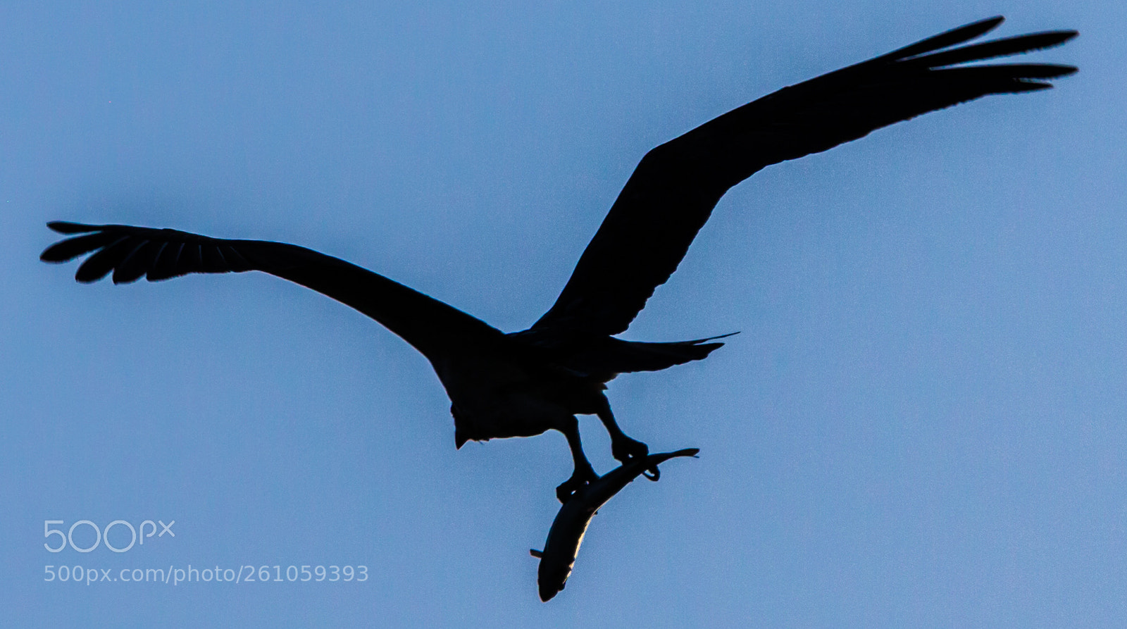Canon EOS 5D Mark II sample photo. Osprey with lunch photography