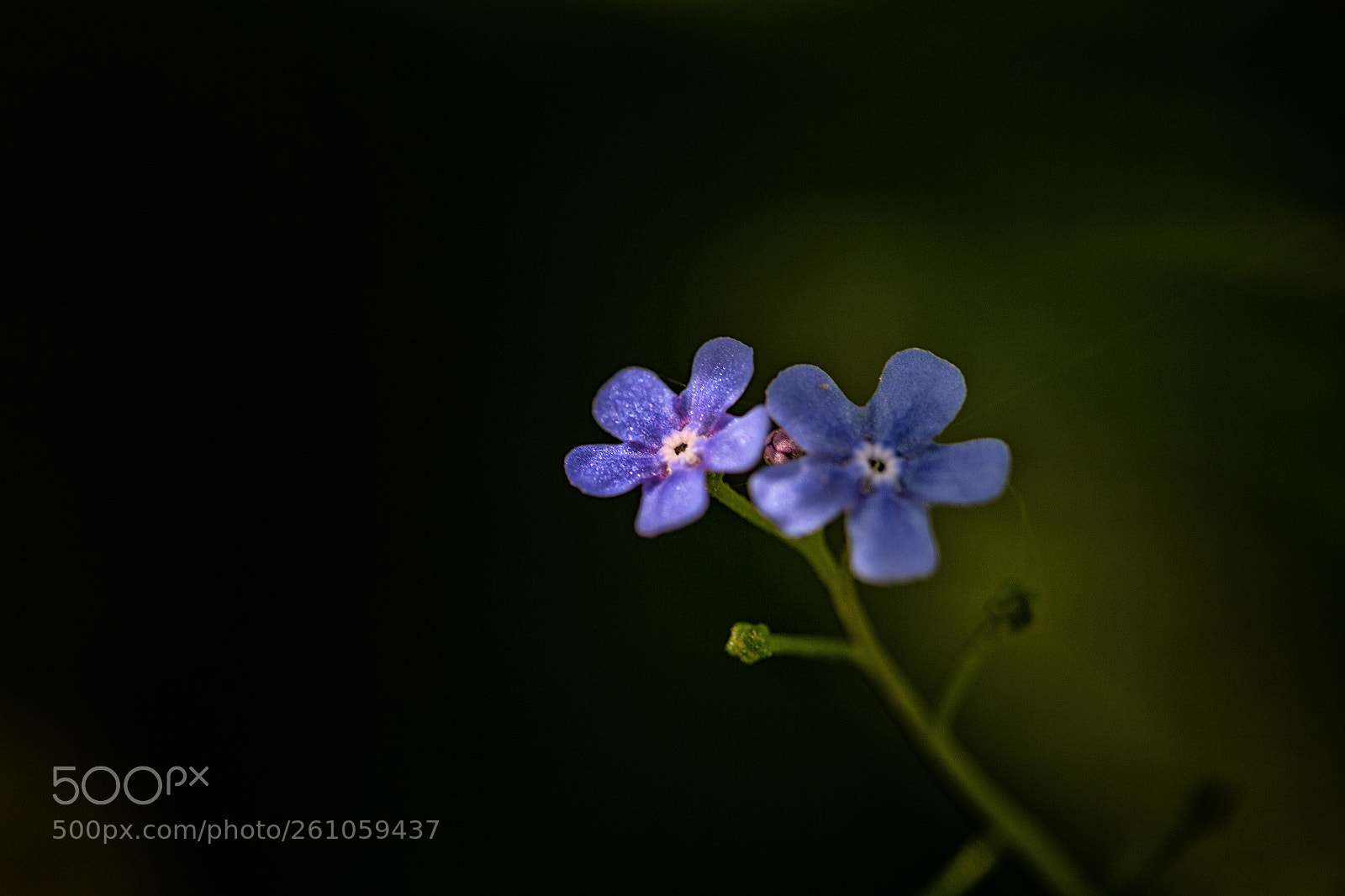 Canon EOS 6D sample photo. Two photography