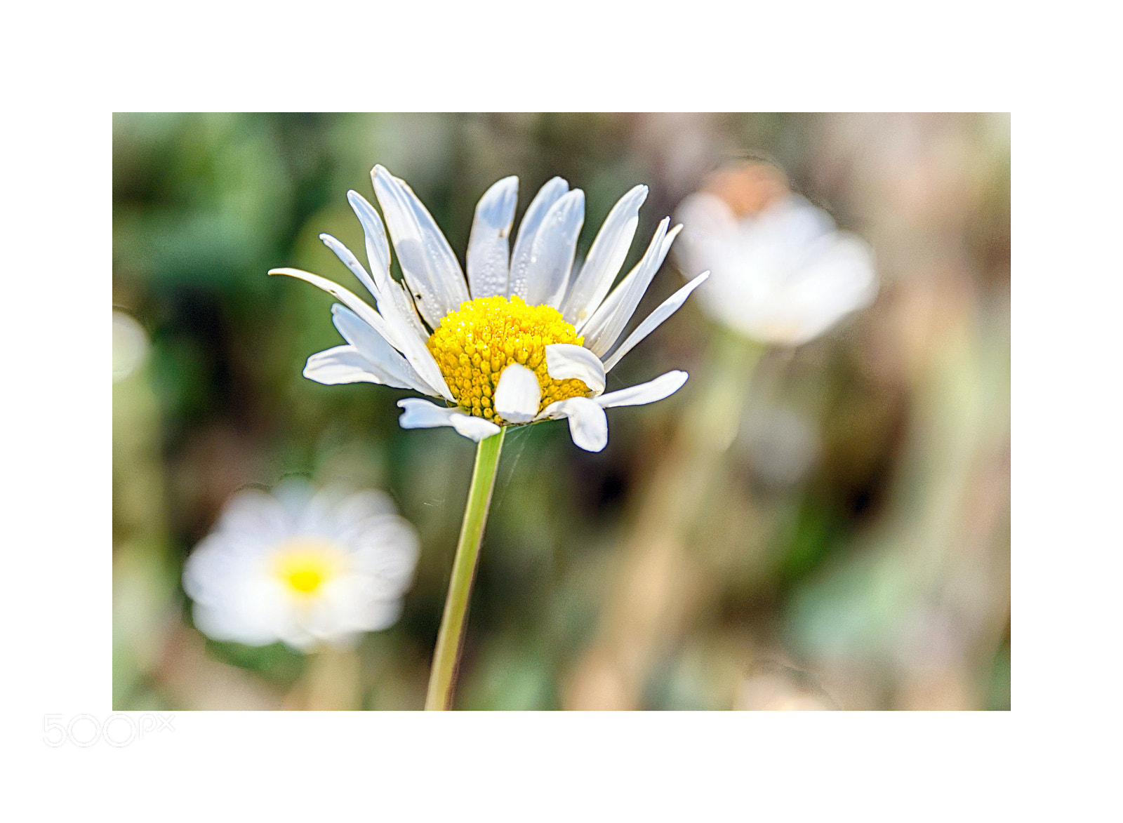 Sony ILCA-77M2 sample photo. Paquerette photography