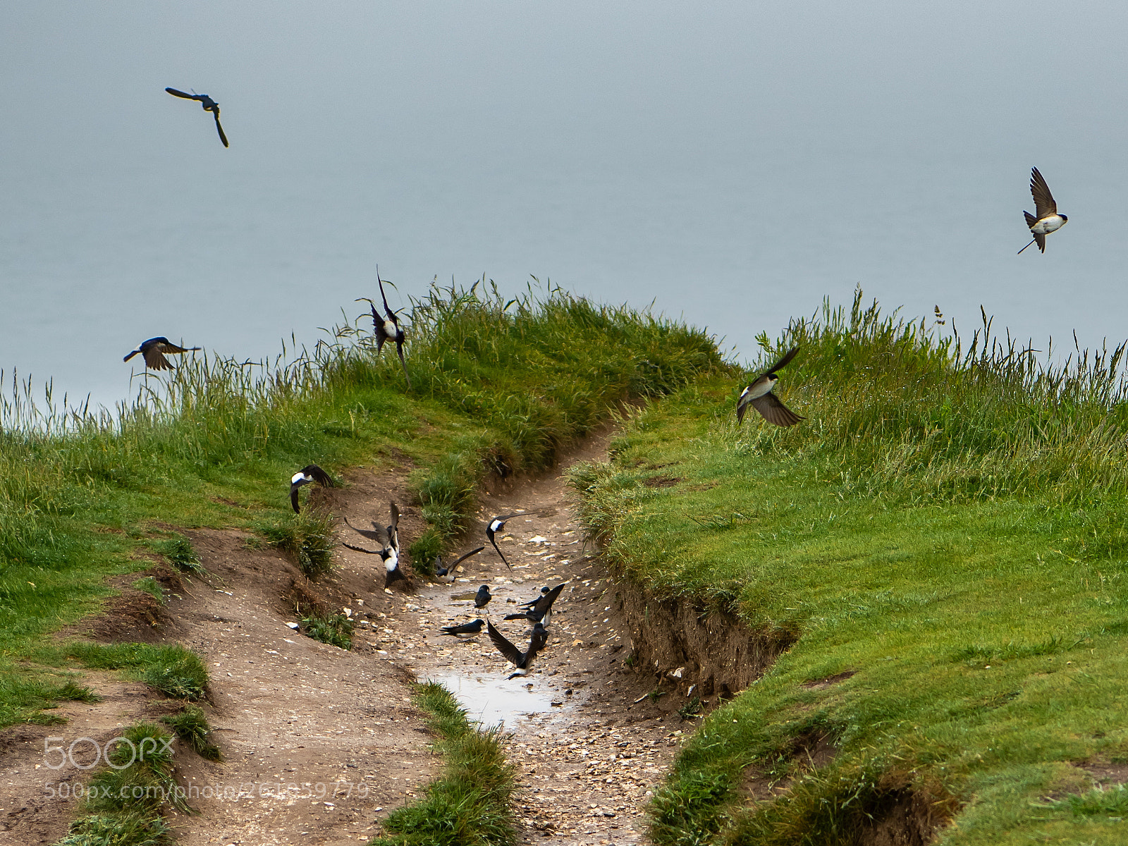 Nikon D850 sample photo. House martins photography