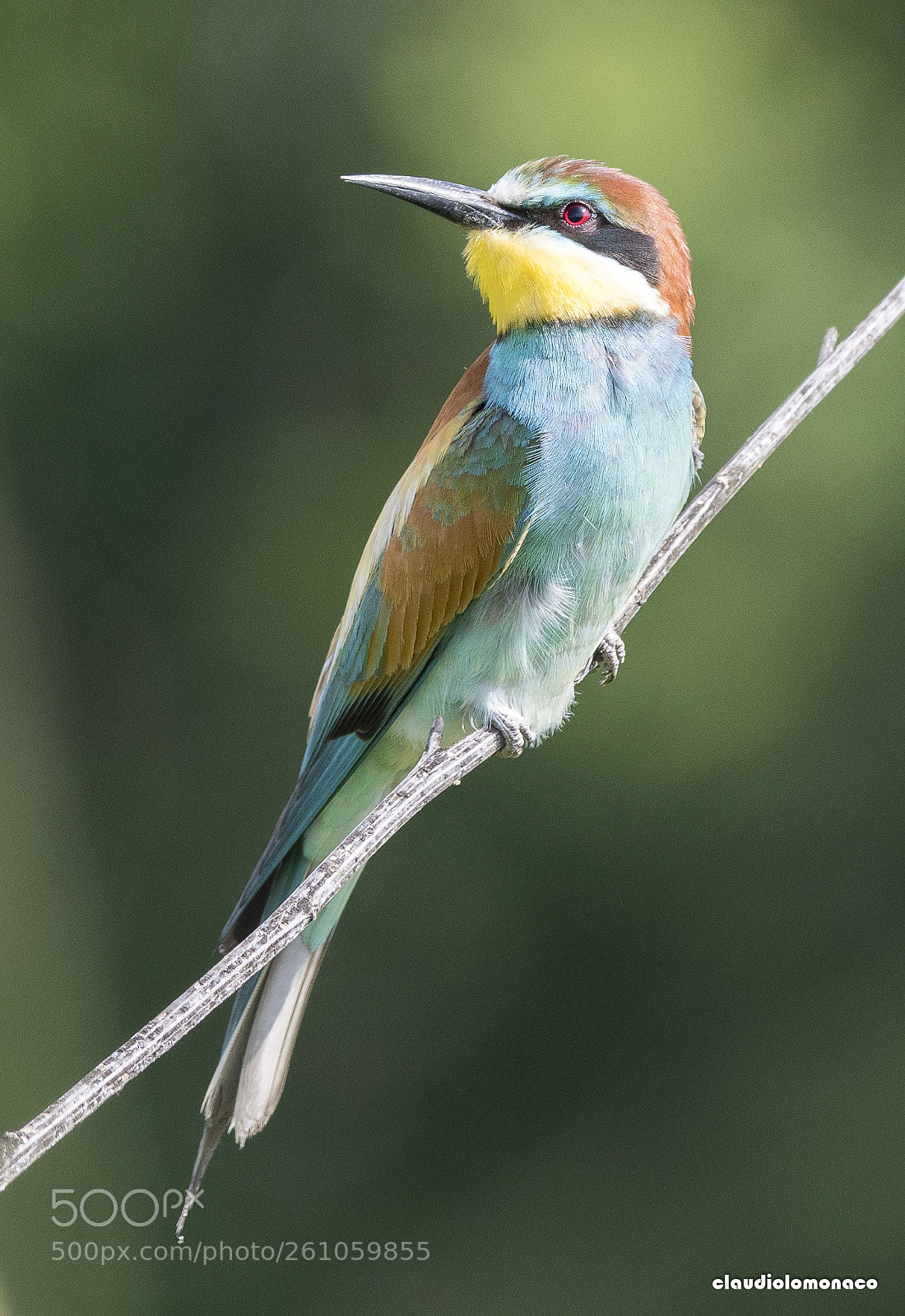 Nikon D500 sample photo. Bee eater photography