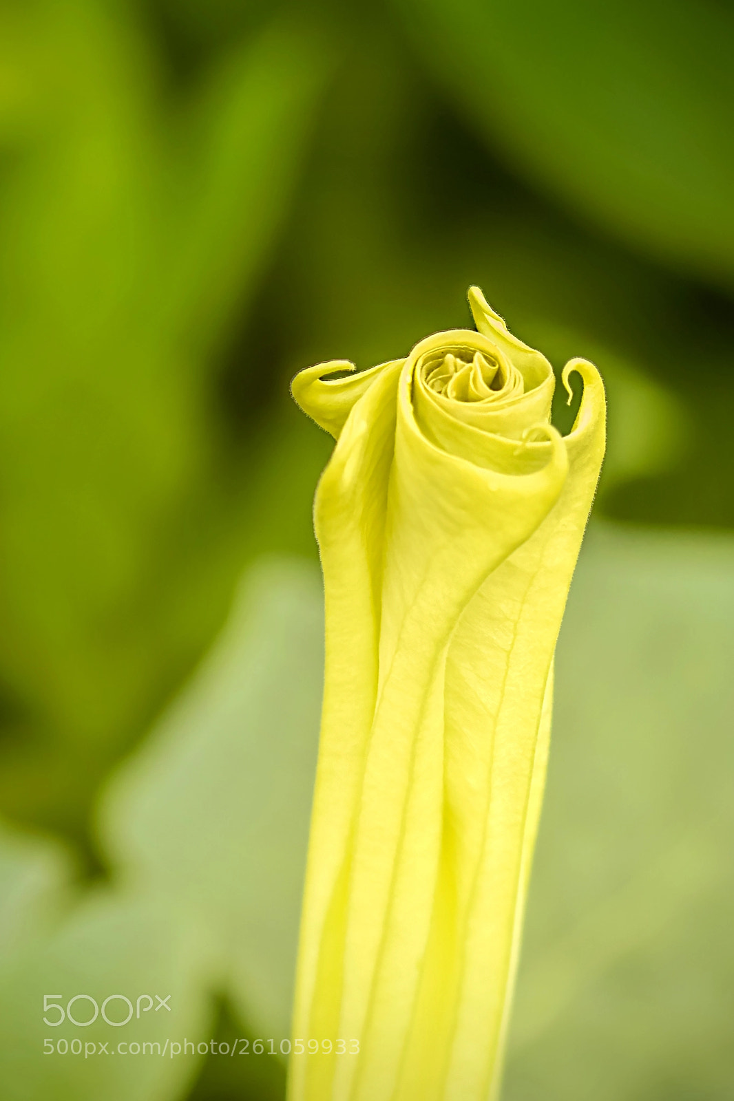 Canon EOS 7D Mark II sample photo. Wound tight photography