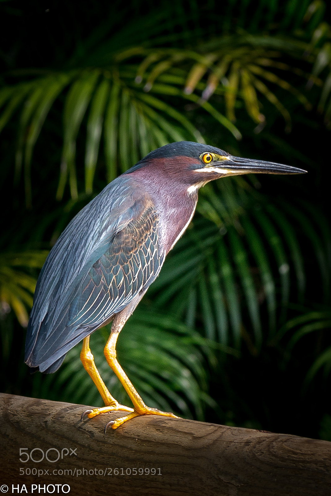Nikon D800 sample photo. Black-crowned night heron photography