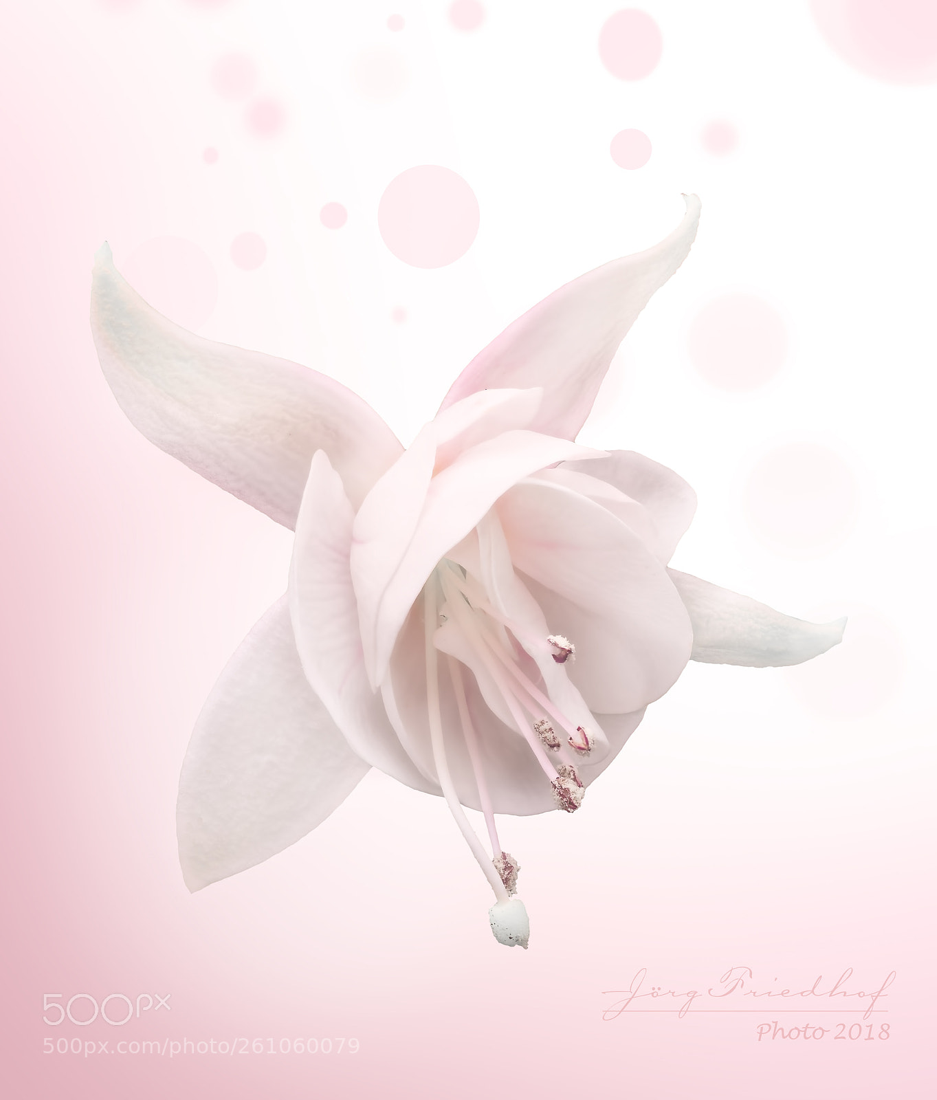 Canon EOS 700D (EOS Rebel T5i / EOS Kiss X7i) sample photo. Delicate flower photography