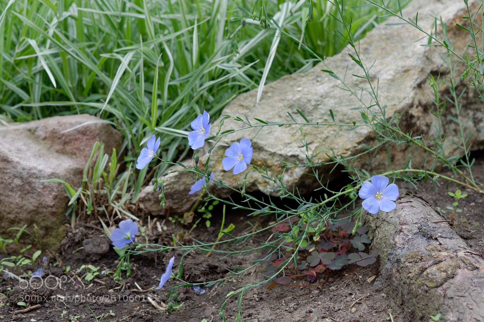 Nikon D3200 sample photo. Flax (linum usitatissimum) photography