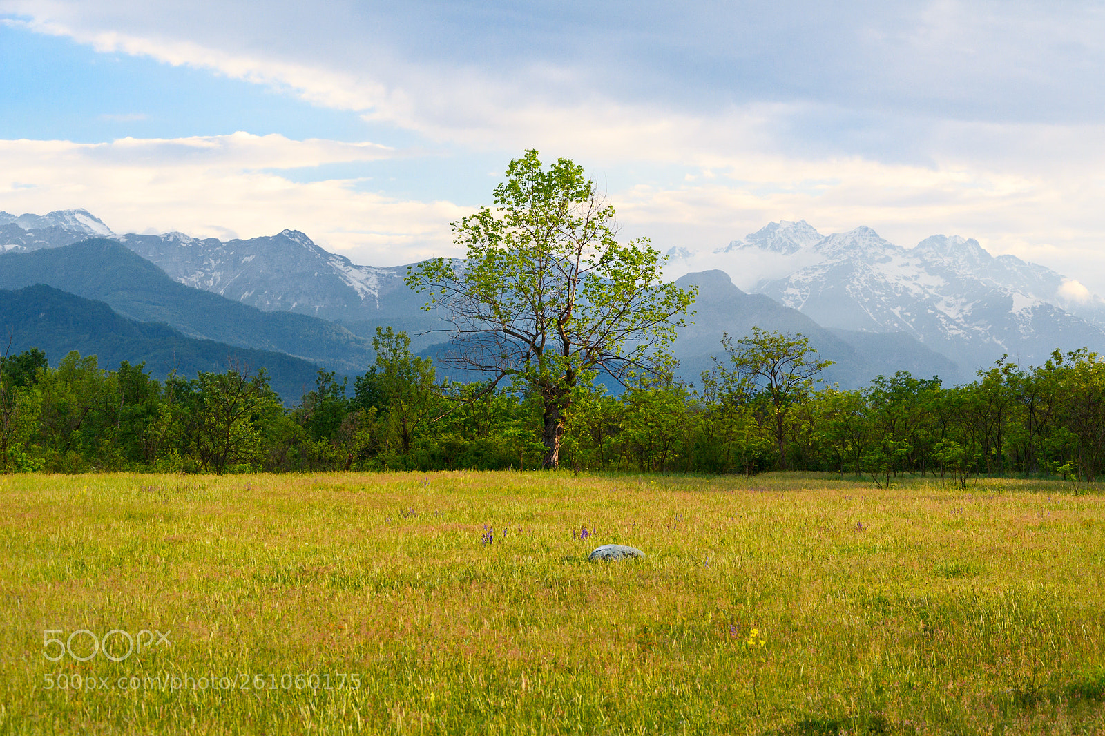 Nikon D5100 sample photo. A tree photography