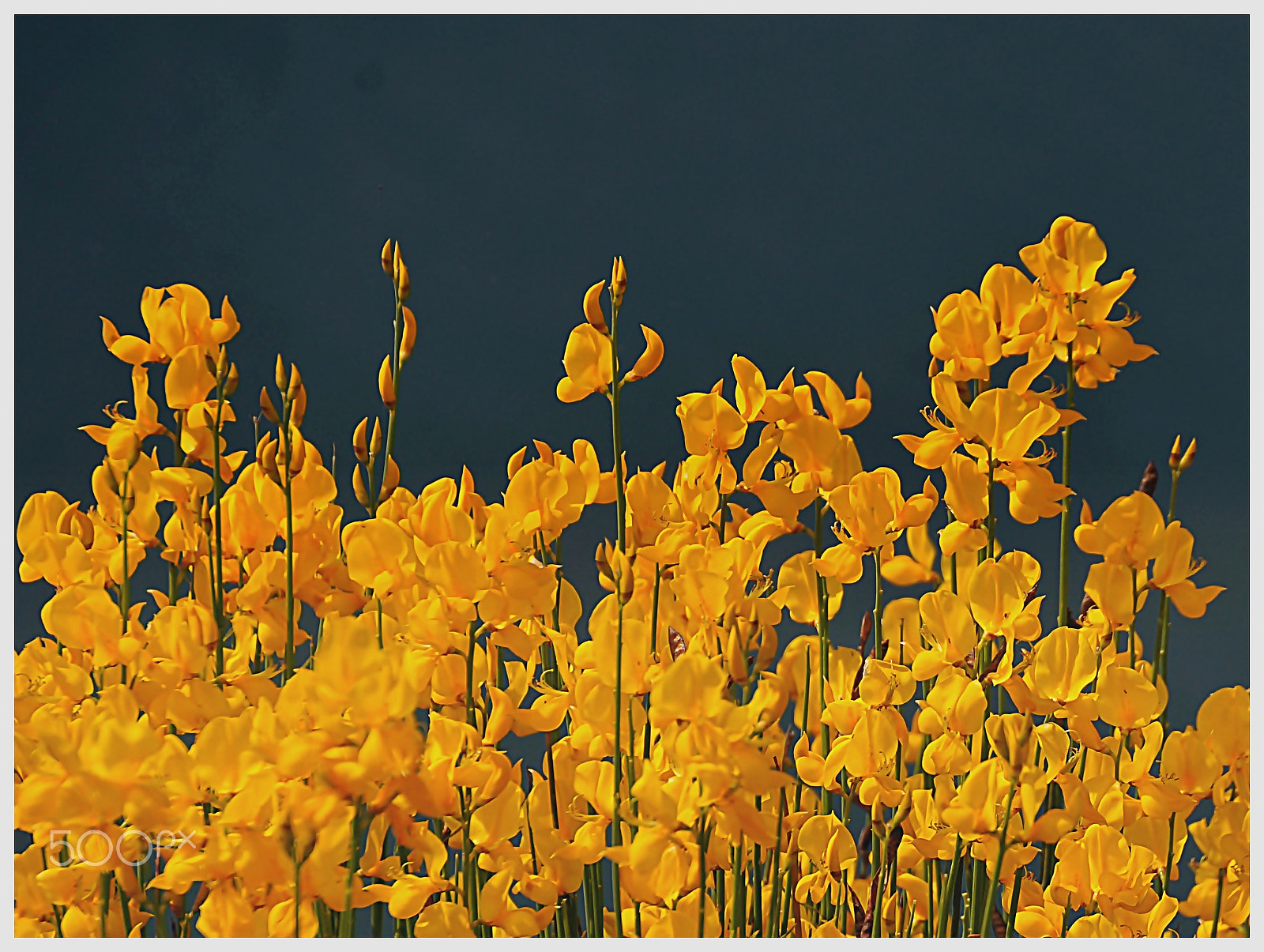 Nikon D5000 sample photo. ** photography