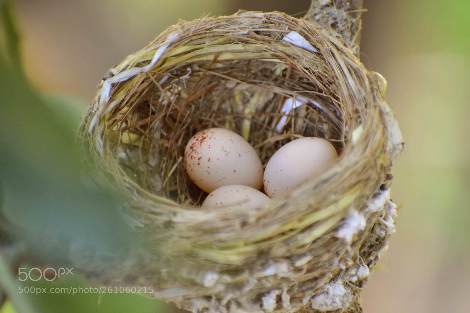 Nikon D7200 sample photo. Bucket full of eggs photography