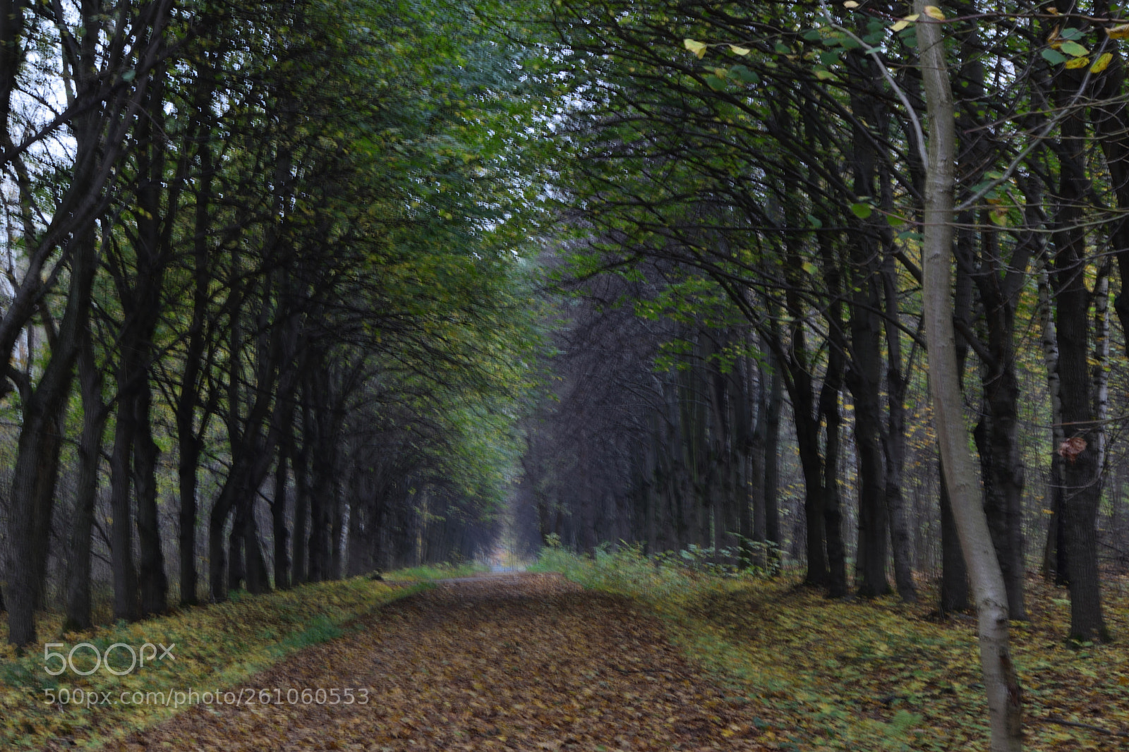 Nikon D3300 sample photo. Autumn in moscow twilight photography