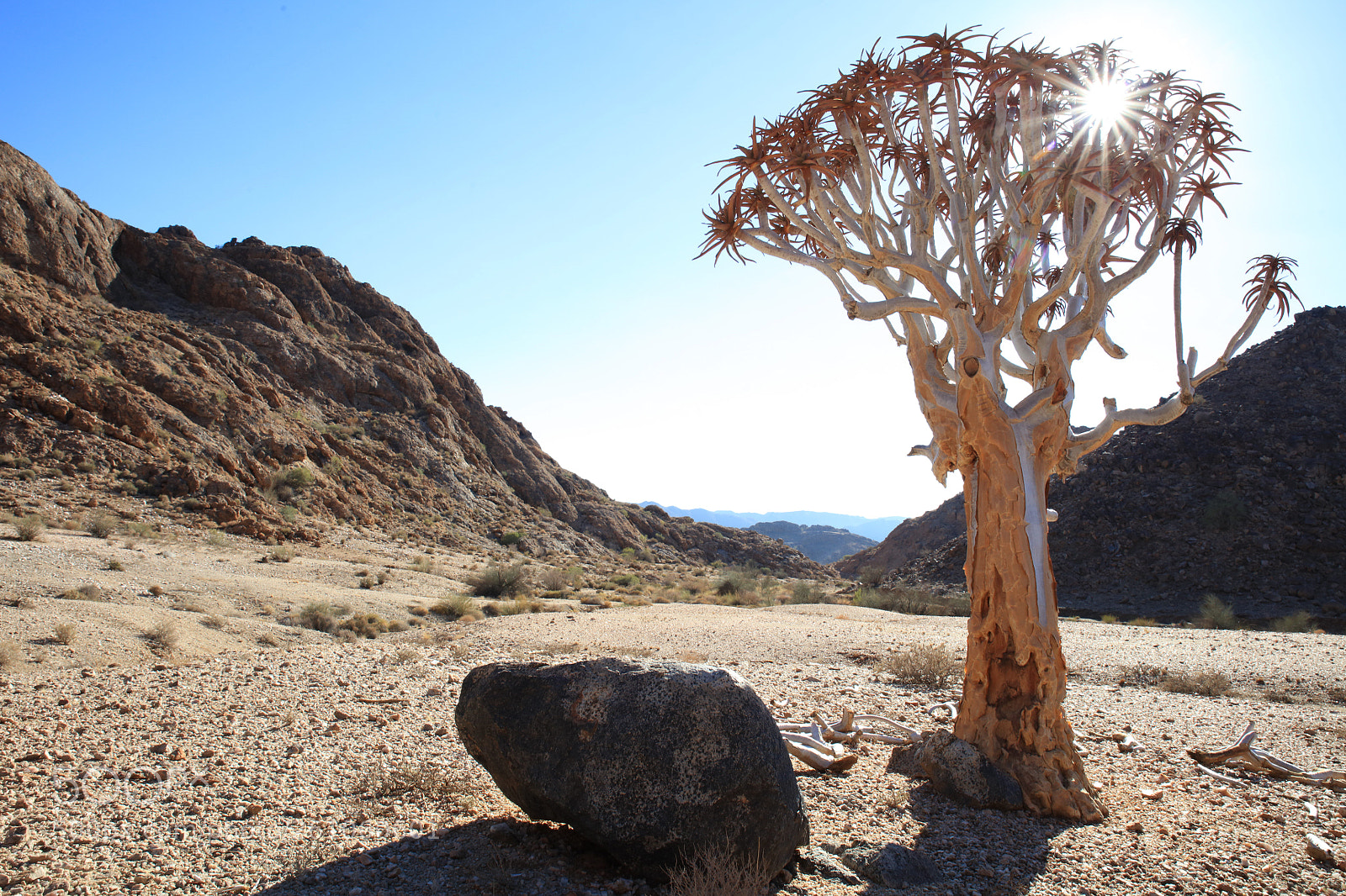 Canon EOS 5DS R sample photo. Quiver tree magic photography