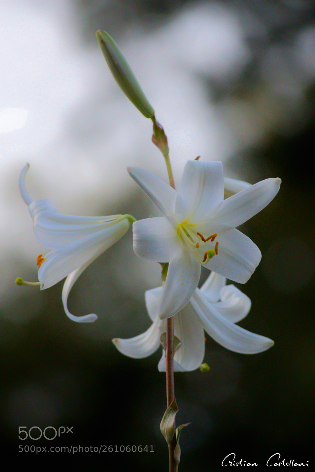 Nikon D3300 sample photo. Untitled photography