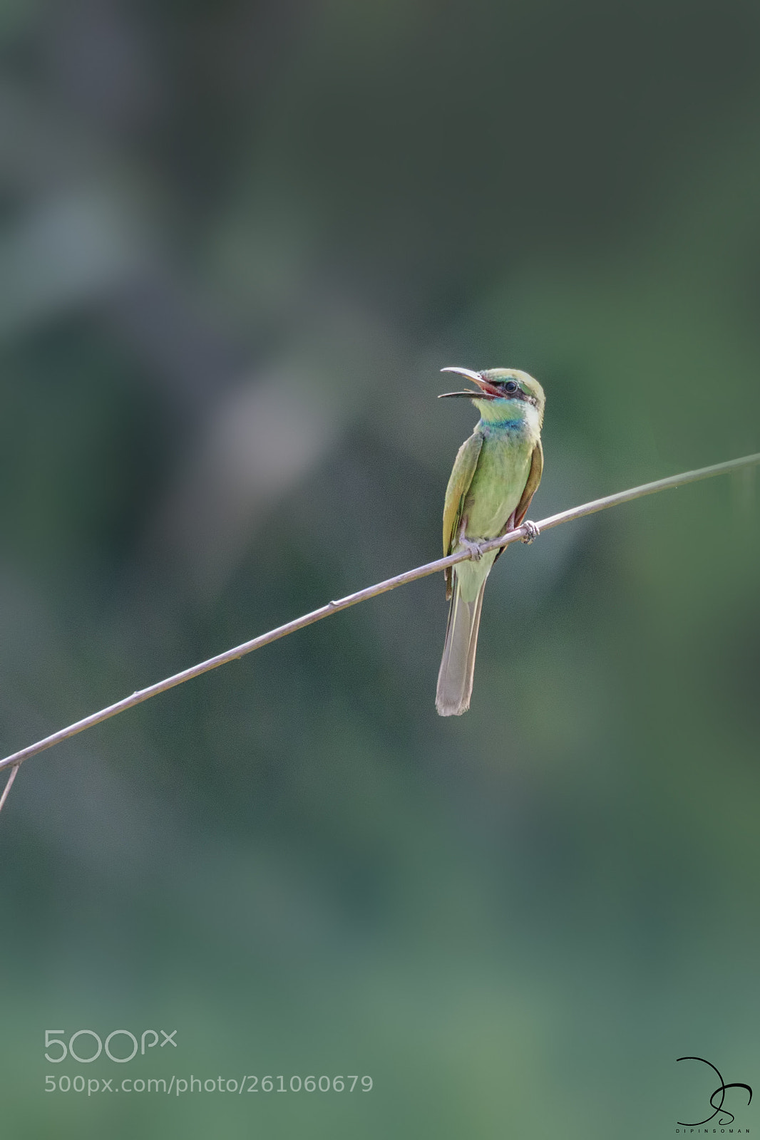 Canon EOS 7D Mark II sample photo. Blue throat bee eater photography