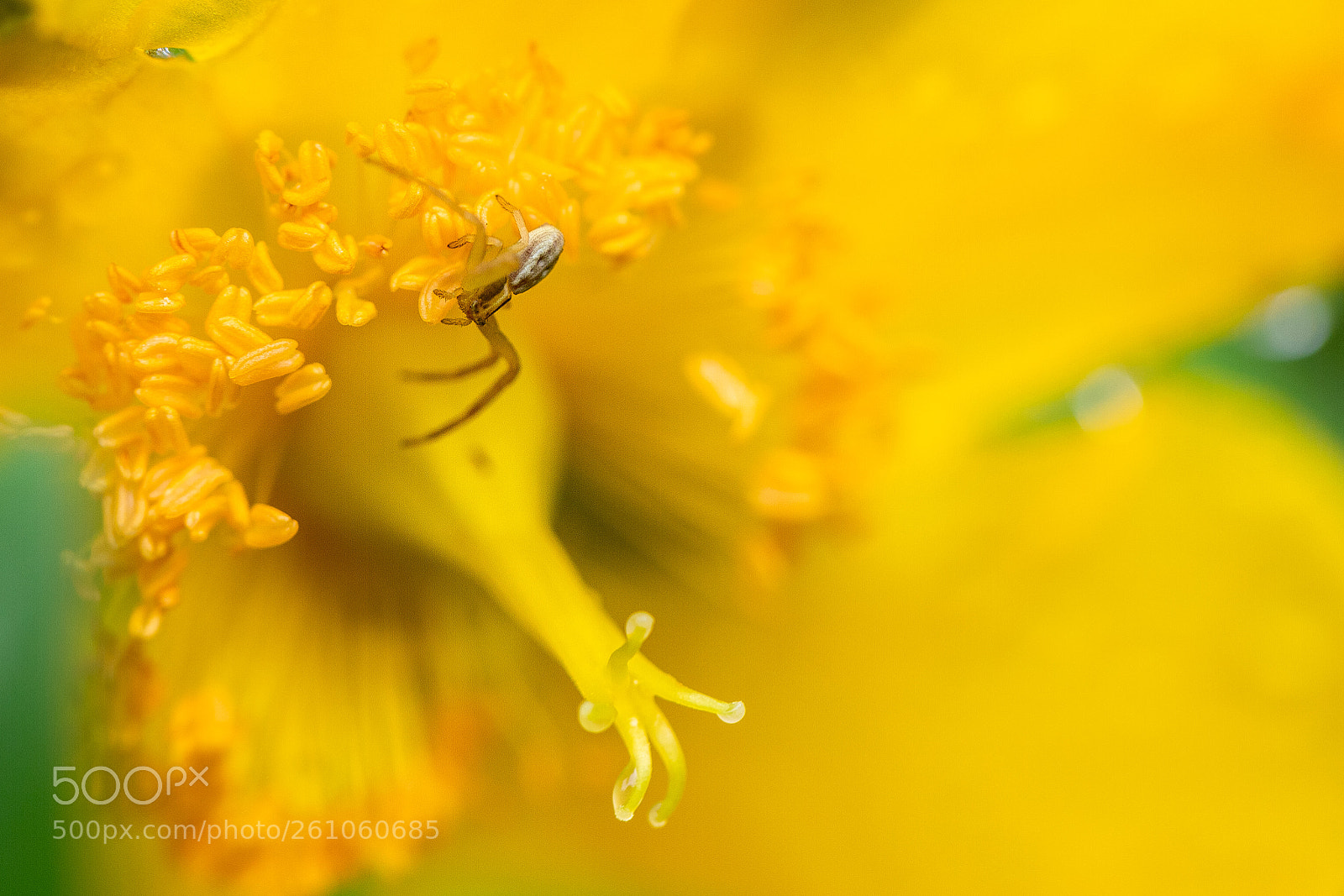 Canon EOS 6D Mark II sample photo. Spider on yellow flower photography