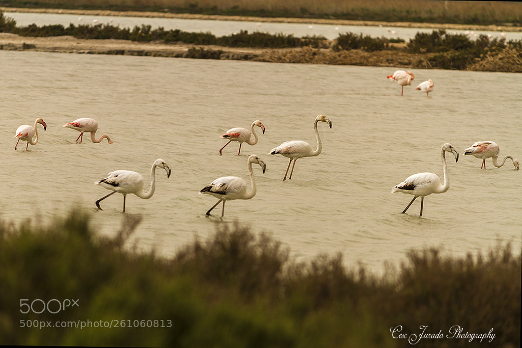 Canon EOS 7D sample photo. Flamencos en las salinas photography