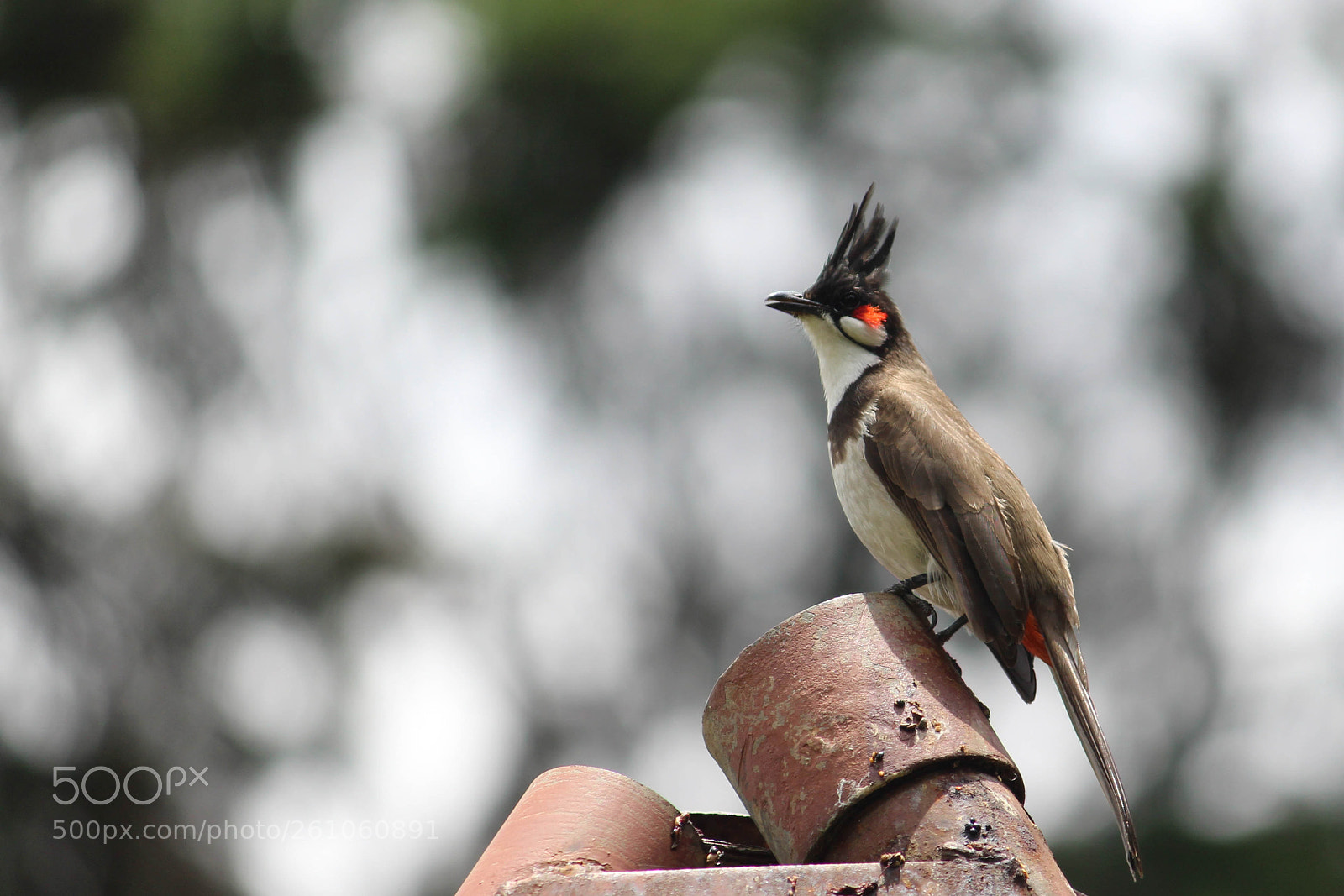 Canon EOS 1300D (EOS Rebel T6 / EOS Kiss X80) sample photo. Birdie photography