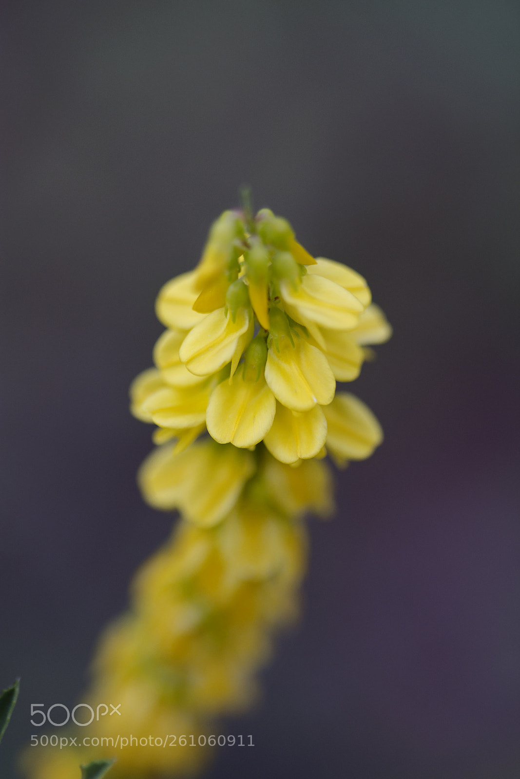 Canon EOS 60D sample photo. Gelber steinklee (melilotus officinalis) photography