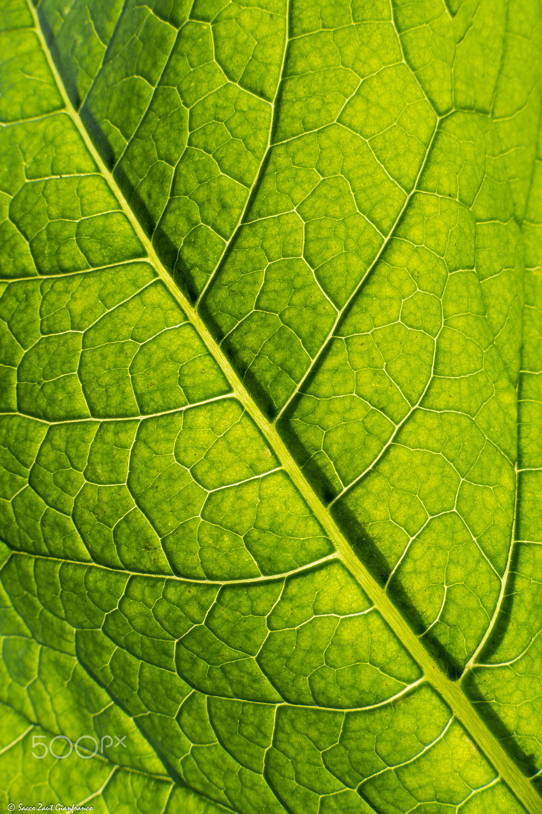 Leica V-Lux (Typ 114) sample photo. Leaf fractal a photography