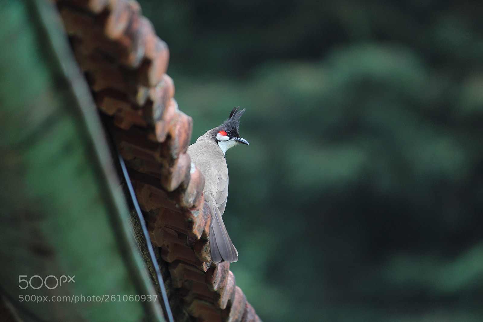 Canon EF-S 55-250mm F4-5.6 IS II sample photo. Bul bul photography