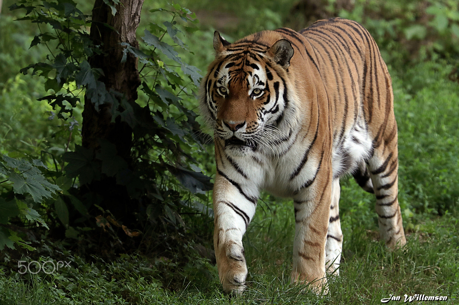 Canon EF 300mm F2.8L IS II USM sample photo. Amur tiger photography