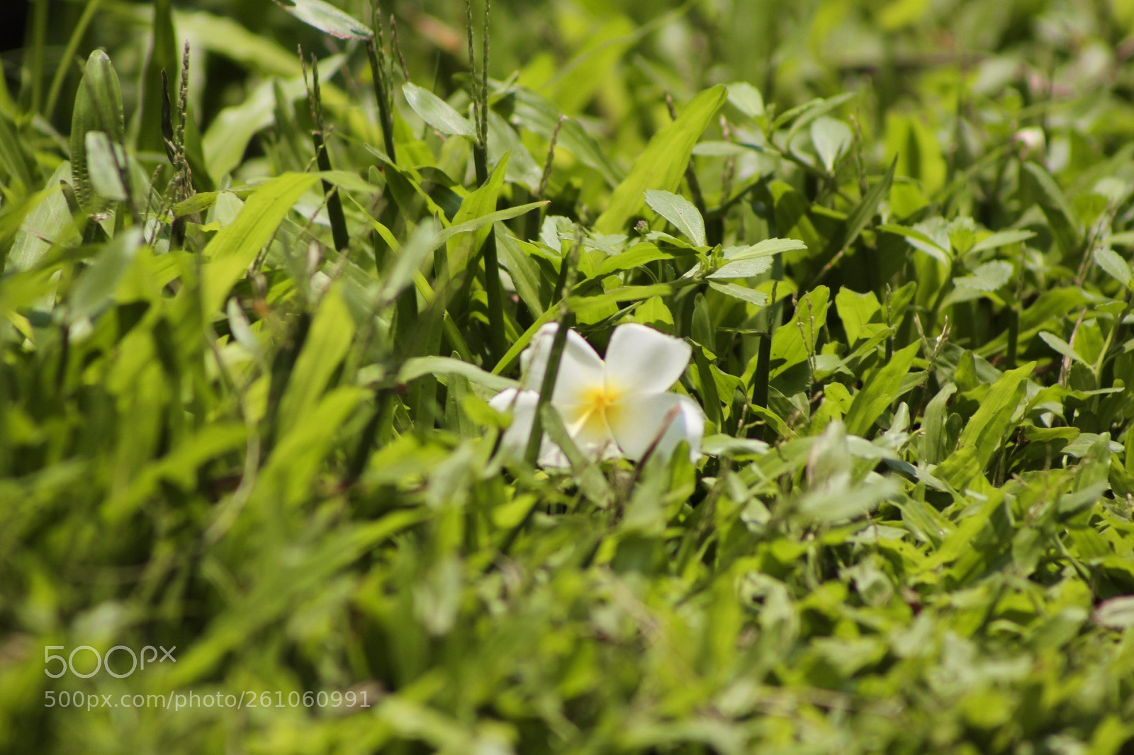 Canon EOS 1300D (EOS Rebel T6 / EOS Kiss X80) sample photo. Flower down photography
