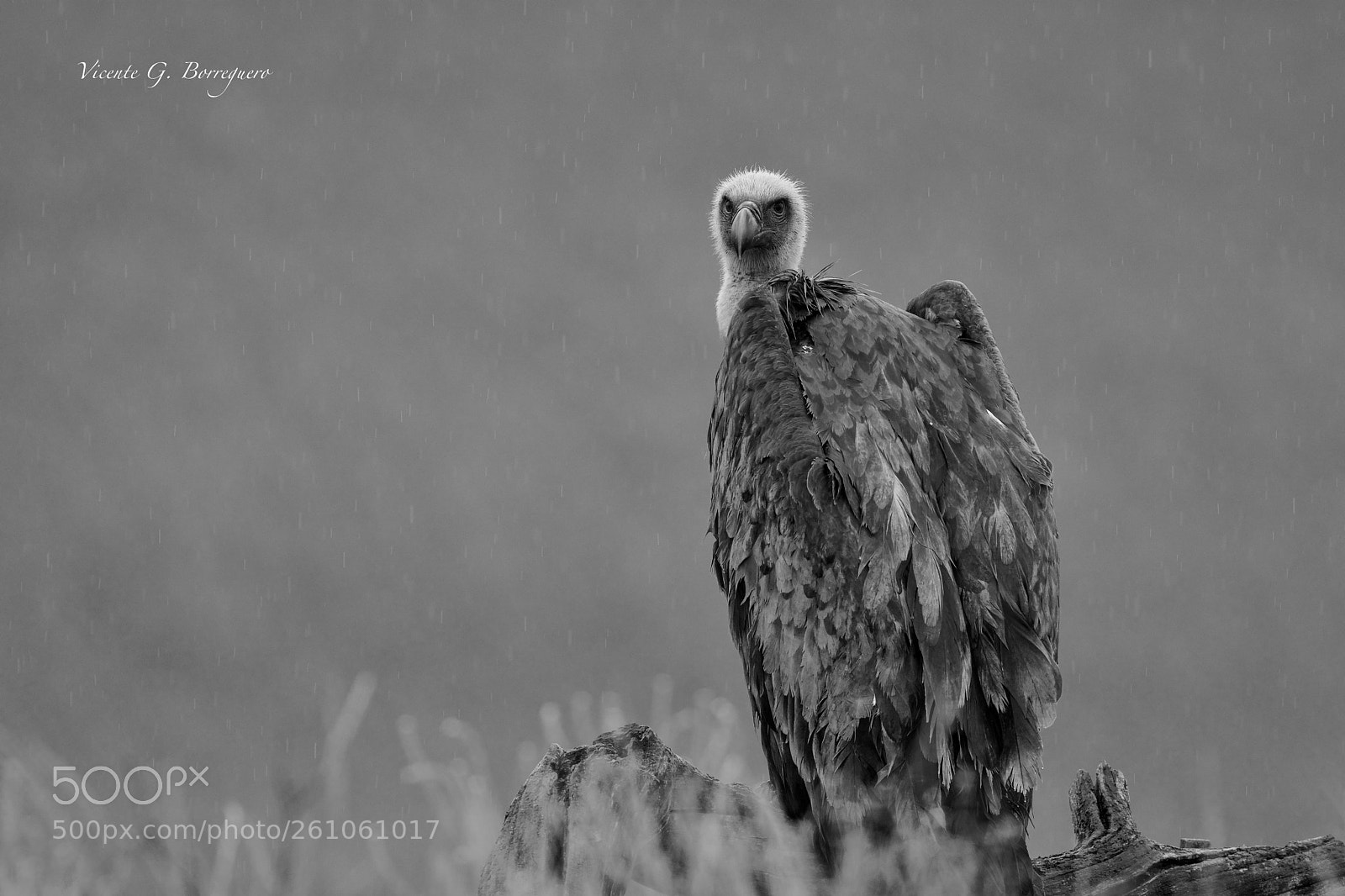 Nikon D7200 sample photo. Gyps fulvus photography