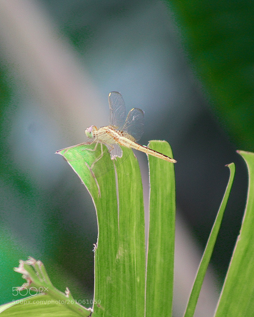 Canon EOS 1300D (EOS Rebel T6 / EOS Kiss X80) sample photo. Fly photography