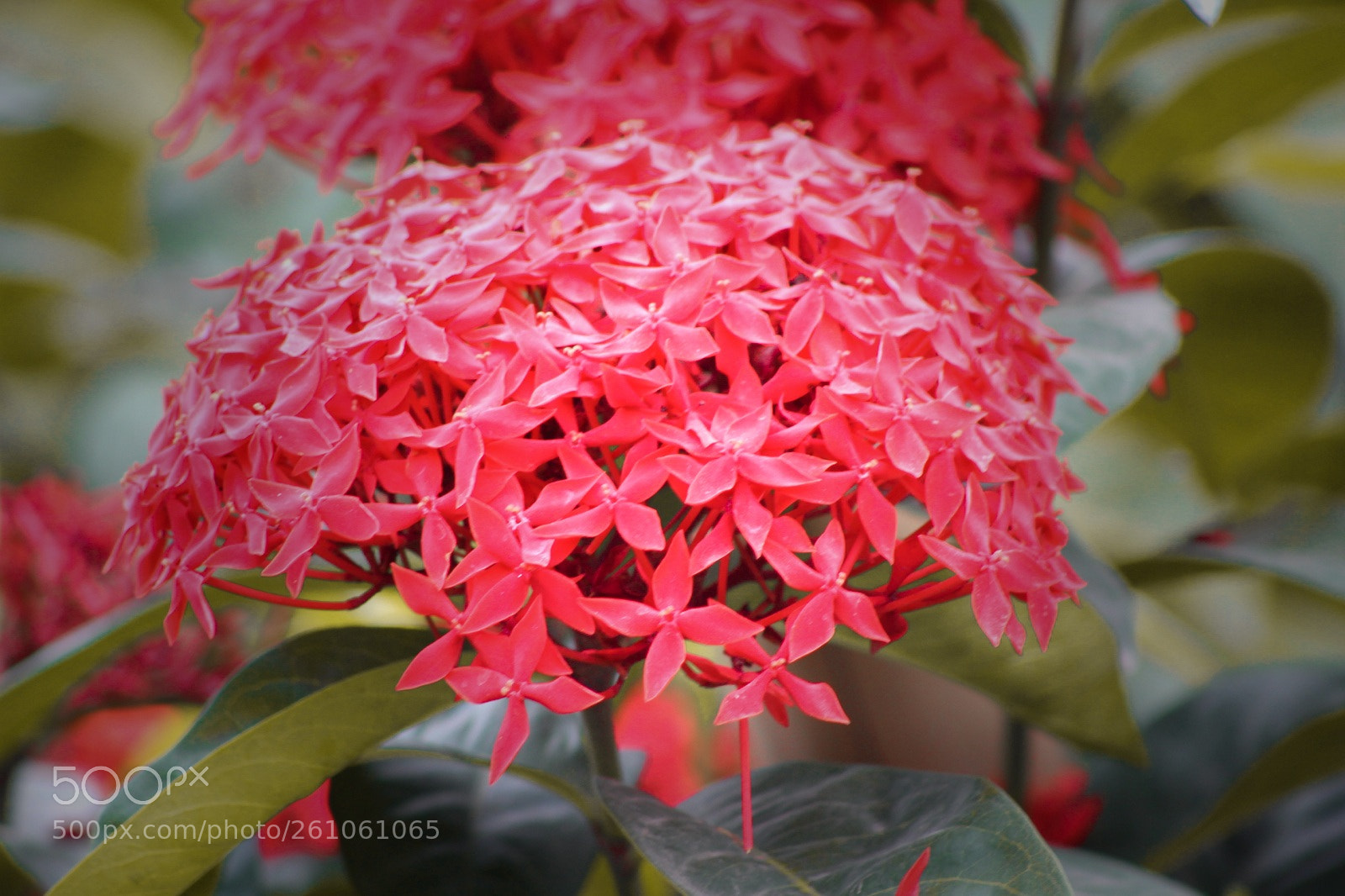 Canon EOS 1300D (EOS Rebel T6 / EOS Kiss X80) sample photo. Rangan photography