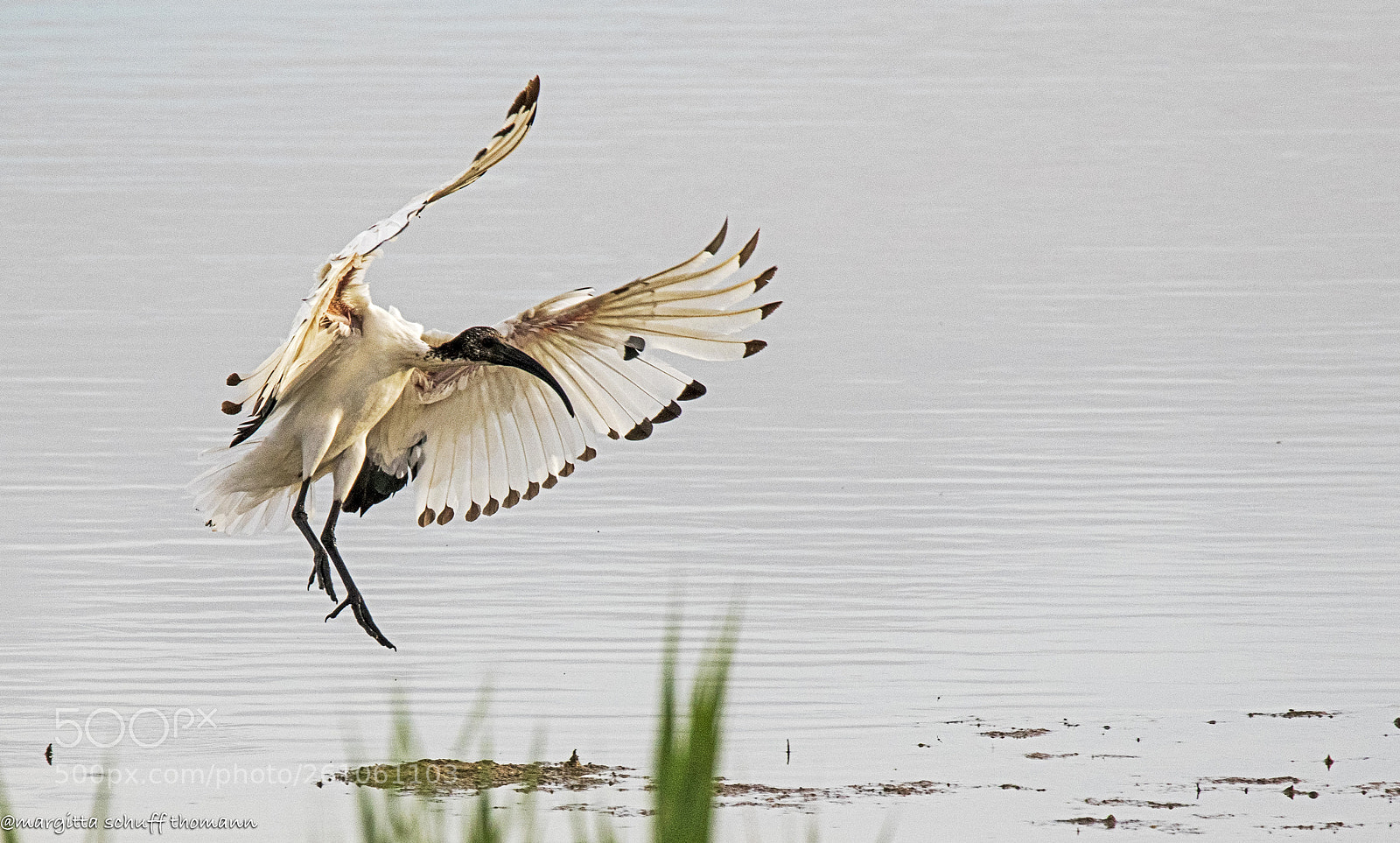 Canon EOS 7D Mark II sample photo. Sacred ibis .. photography
